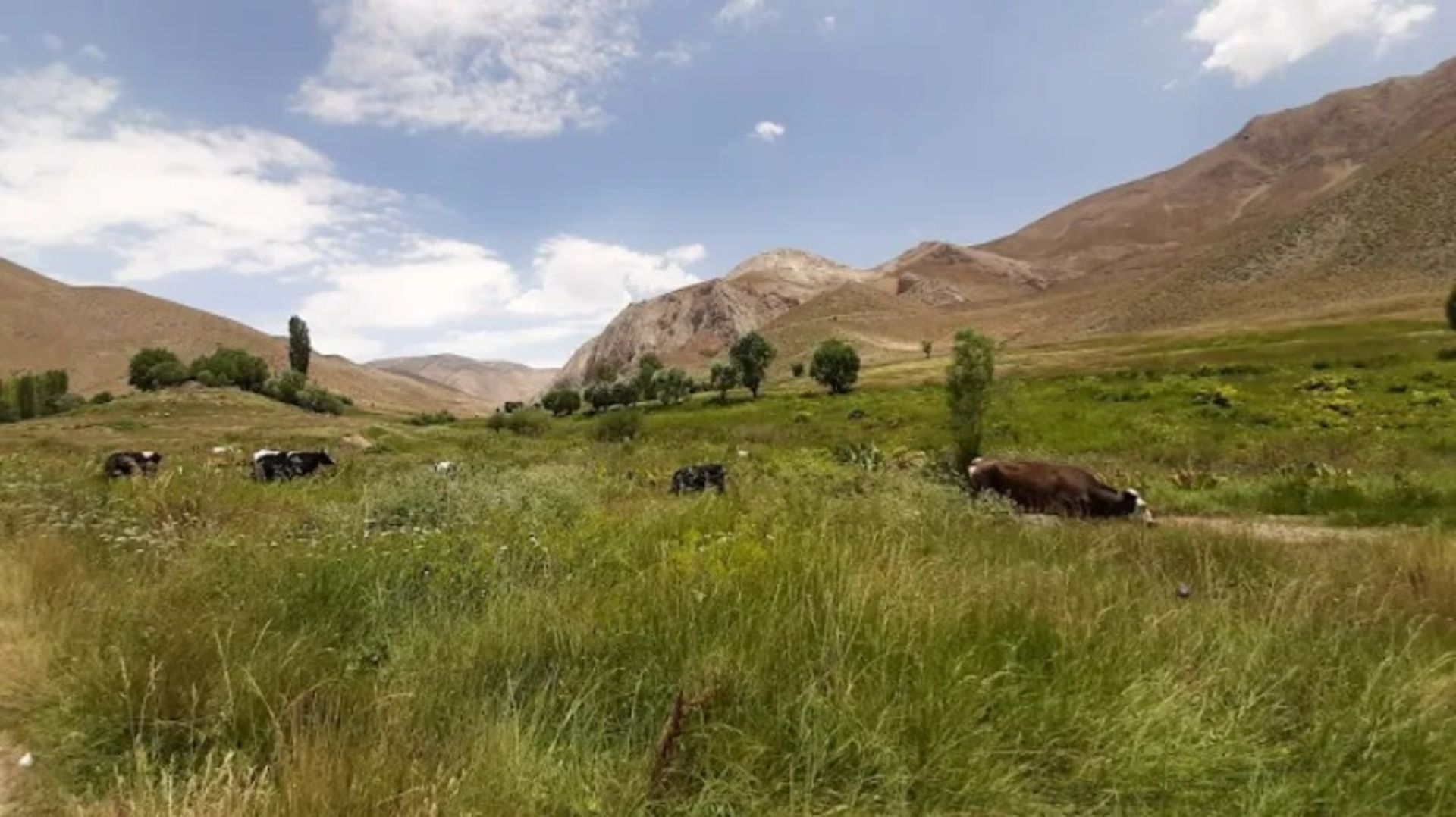 طبیعت دشت تنگه واشی