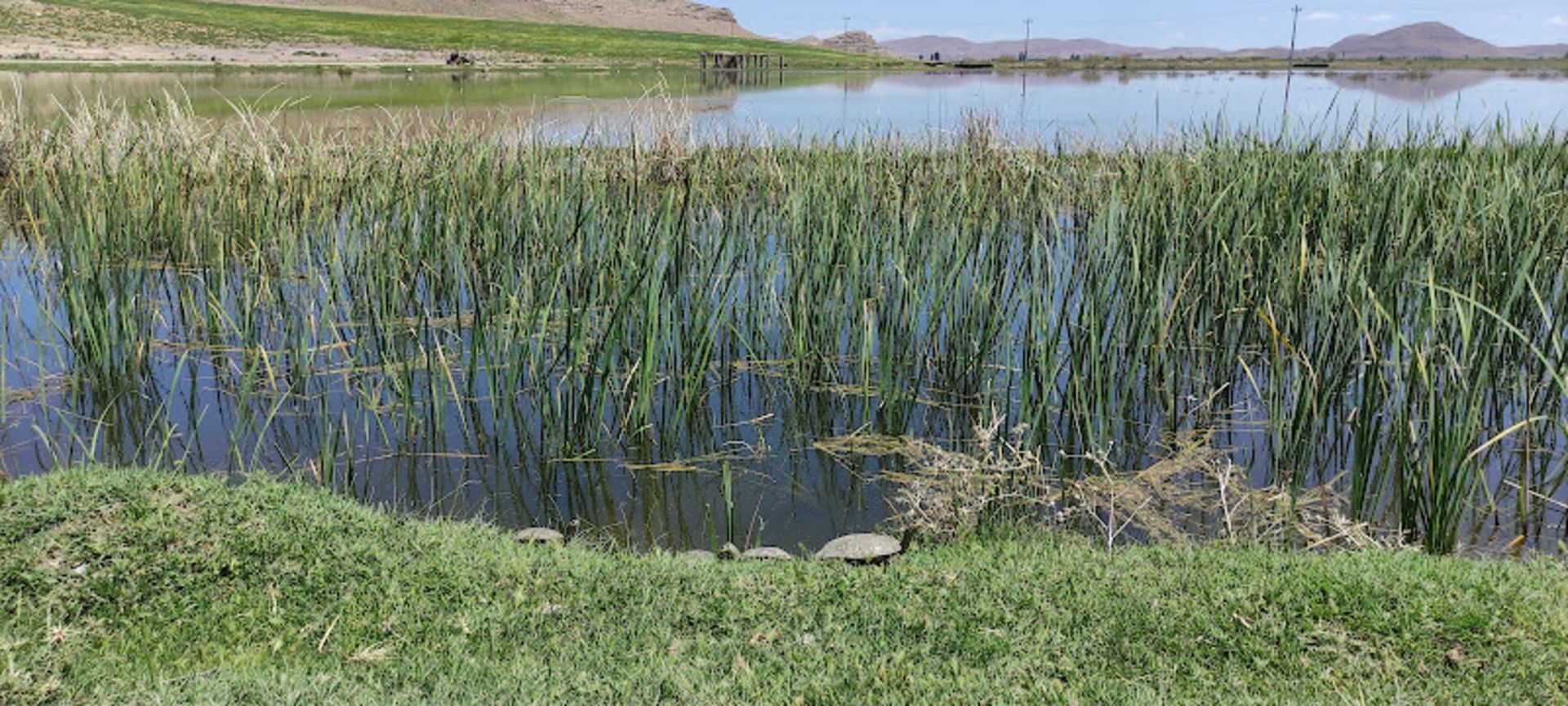 طبیعت تالاب کانی برازان