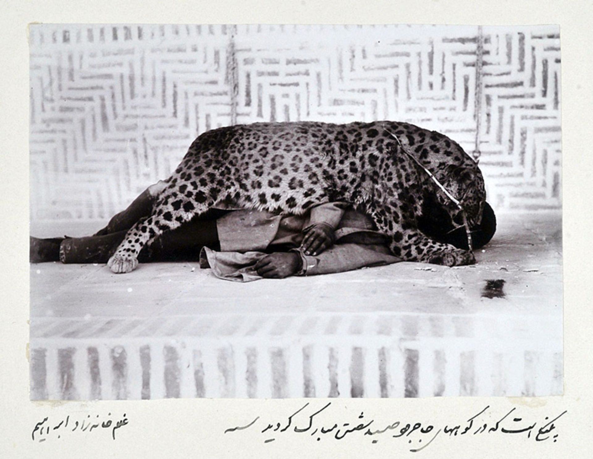 سفر به عصر قجر؛ عکس عجیب با پلنگی که مظفرالدین شاه شکار کرد! 3 پلنگی که مظفرالدین شاه شکار کرد