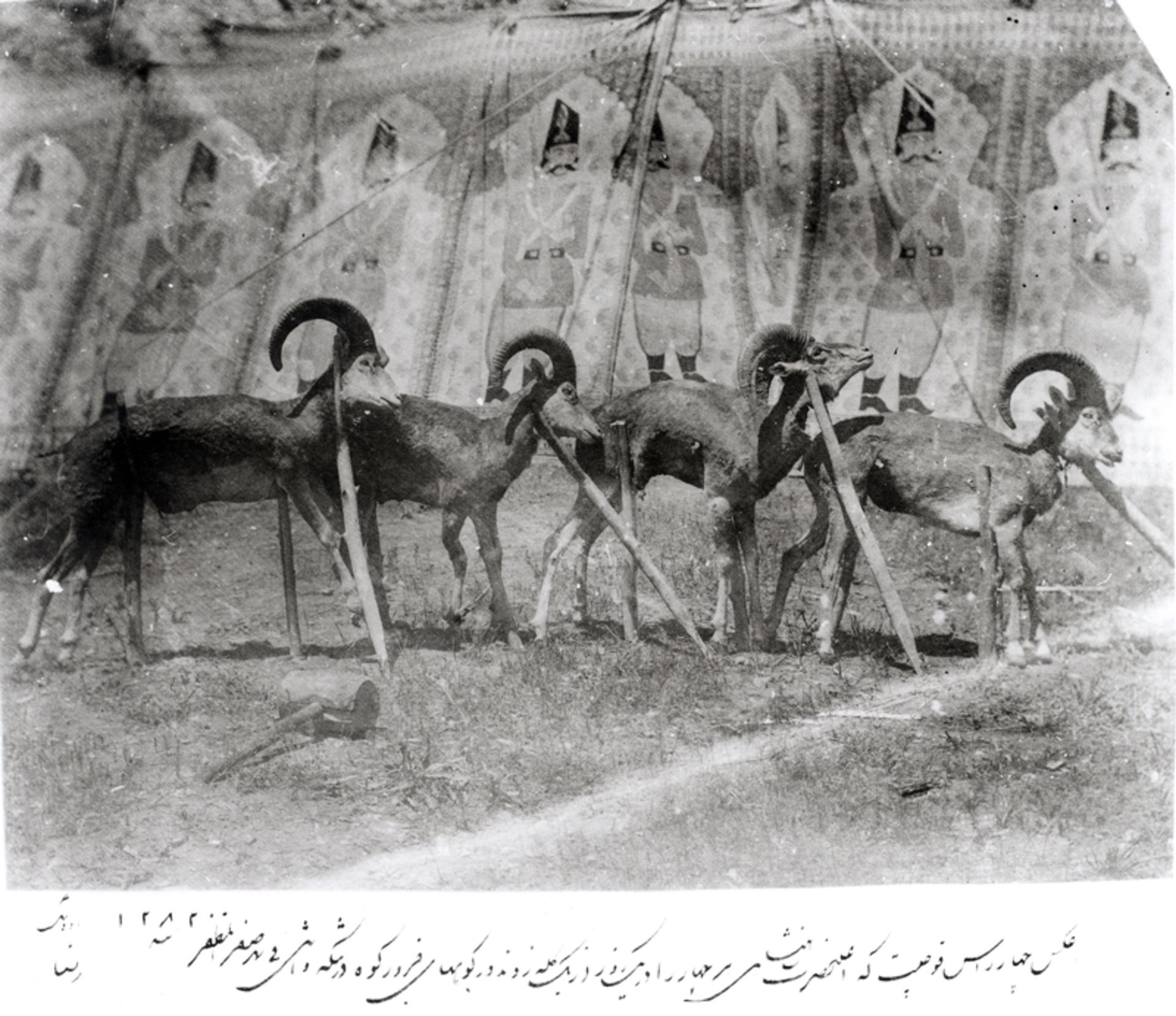 شکار قوچ توسط شاه قاجار