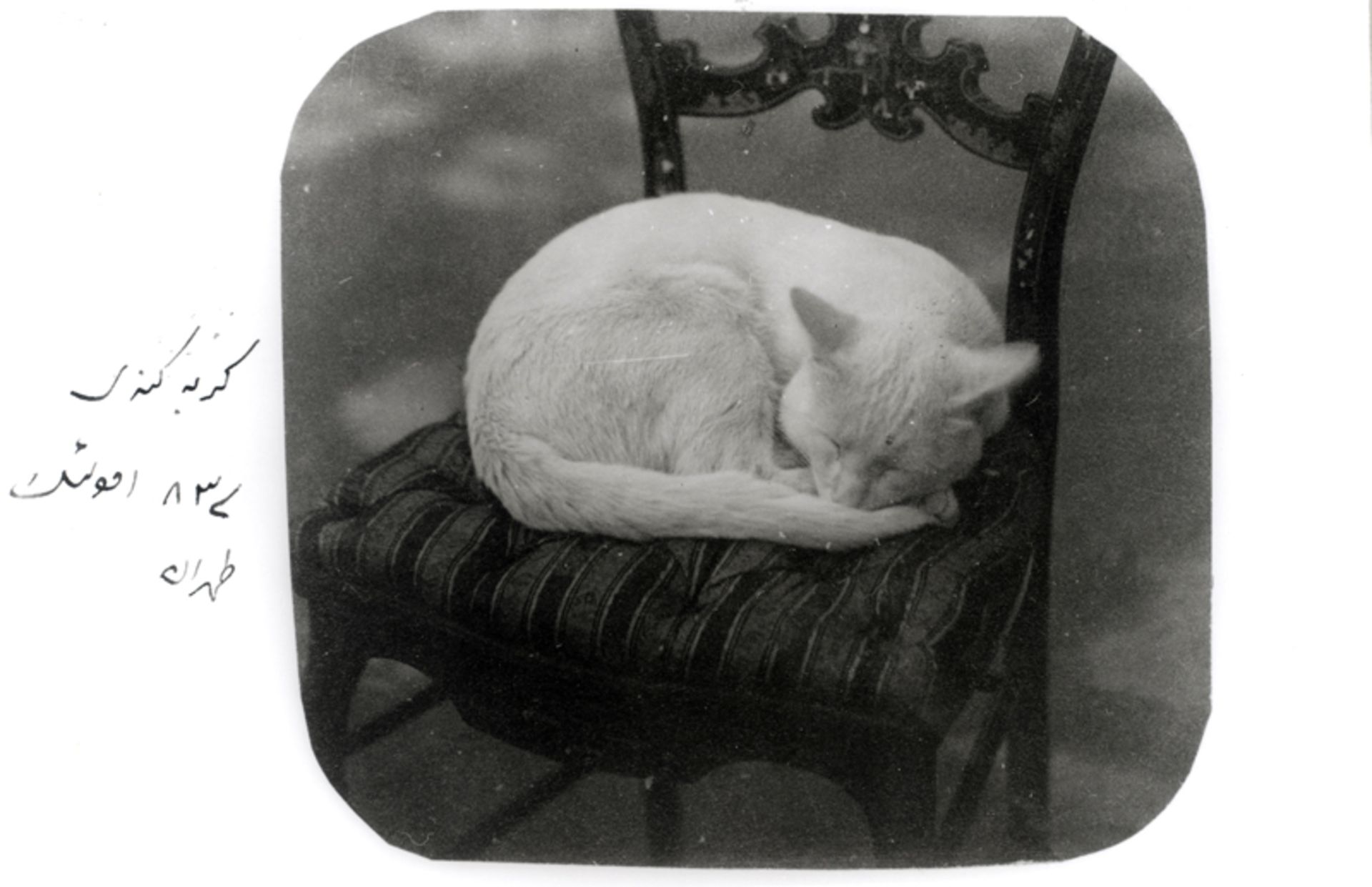 عکس تاریخی گربه ناصرالدین شاه