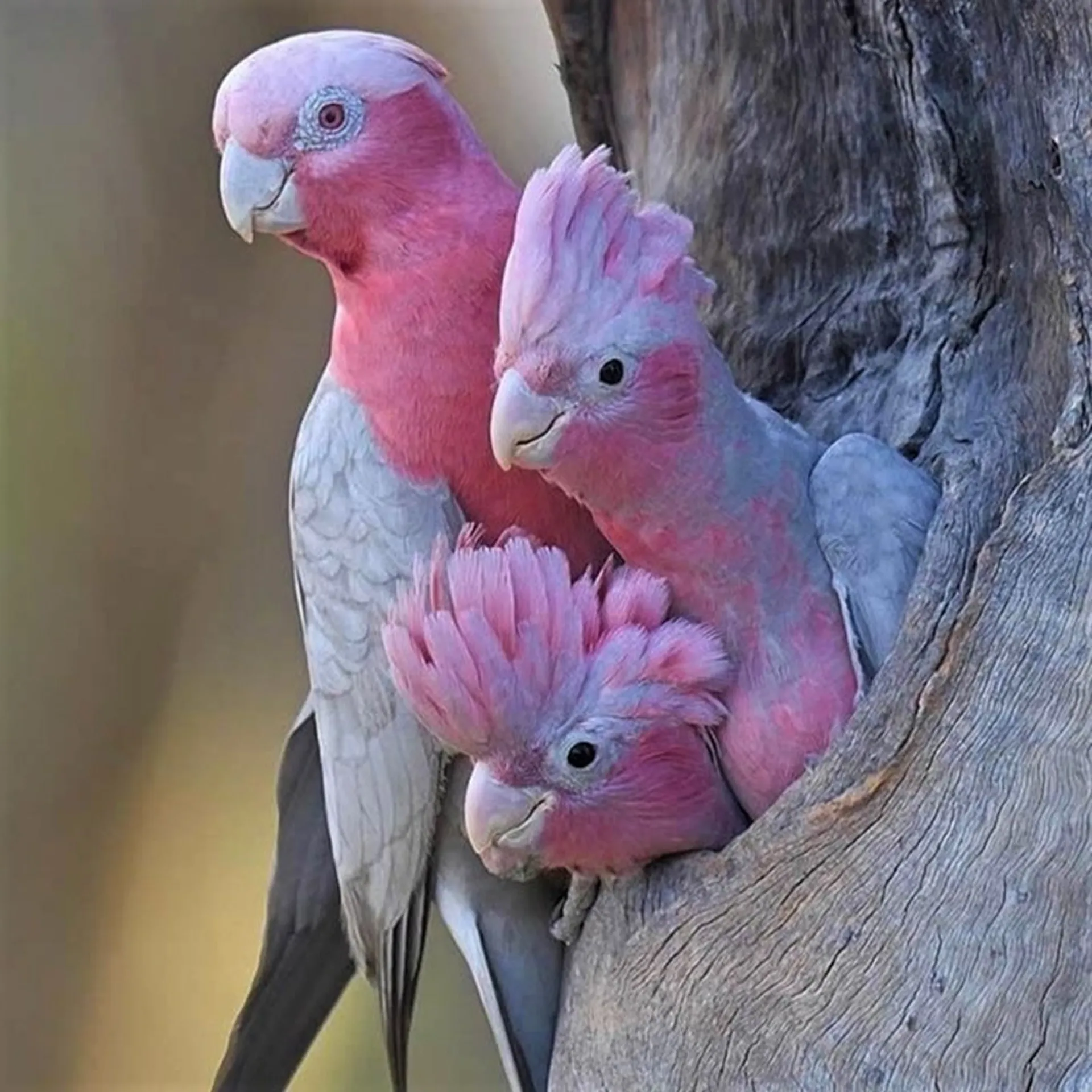 سه طوطی صورتی در تنه درخت