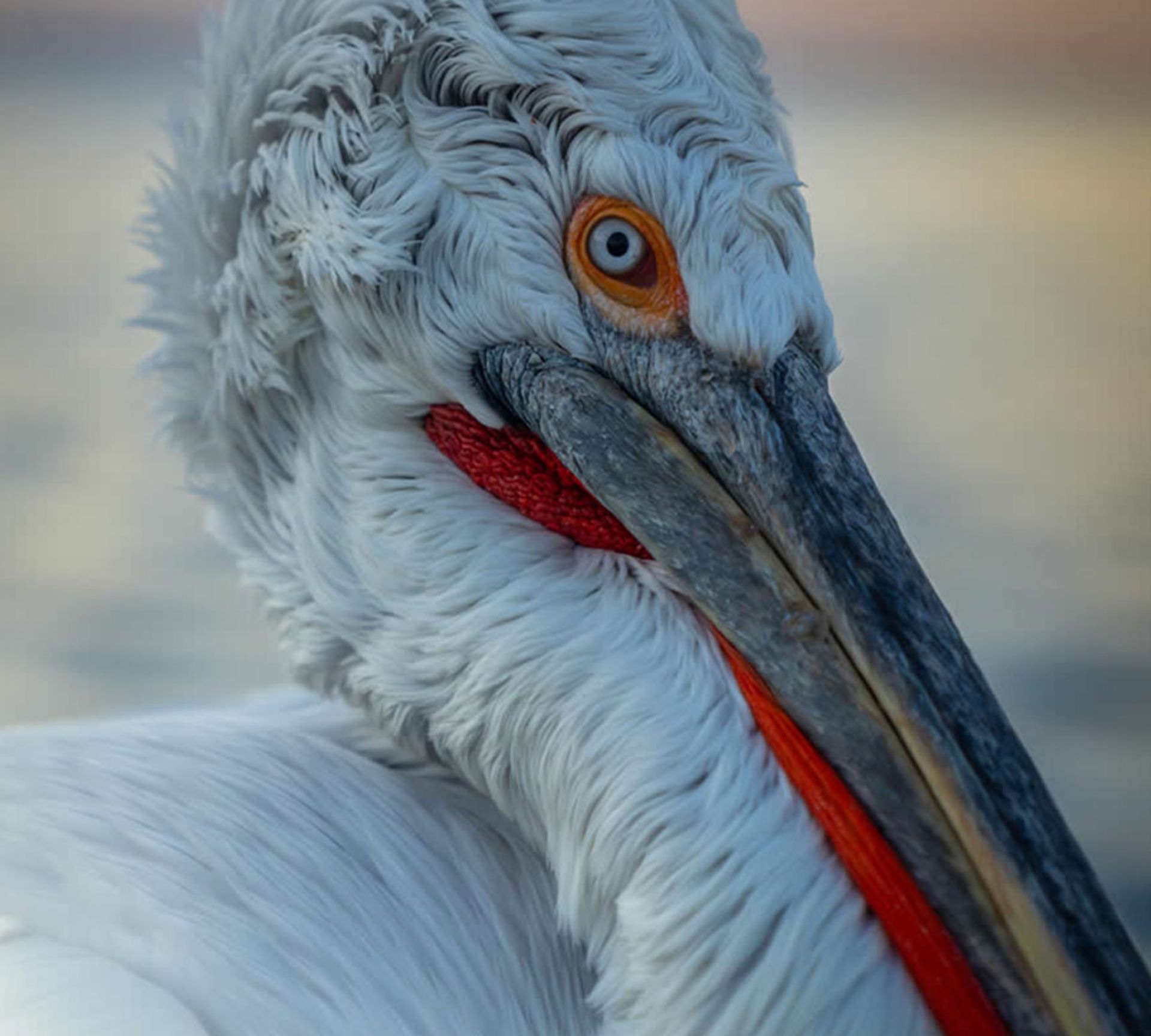 پرتره پلیکان
