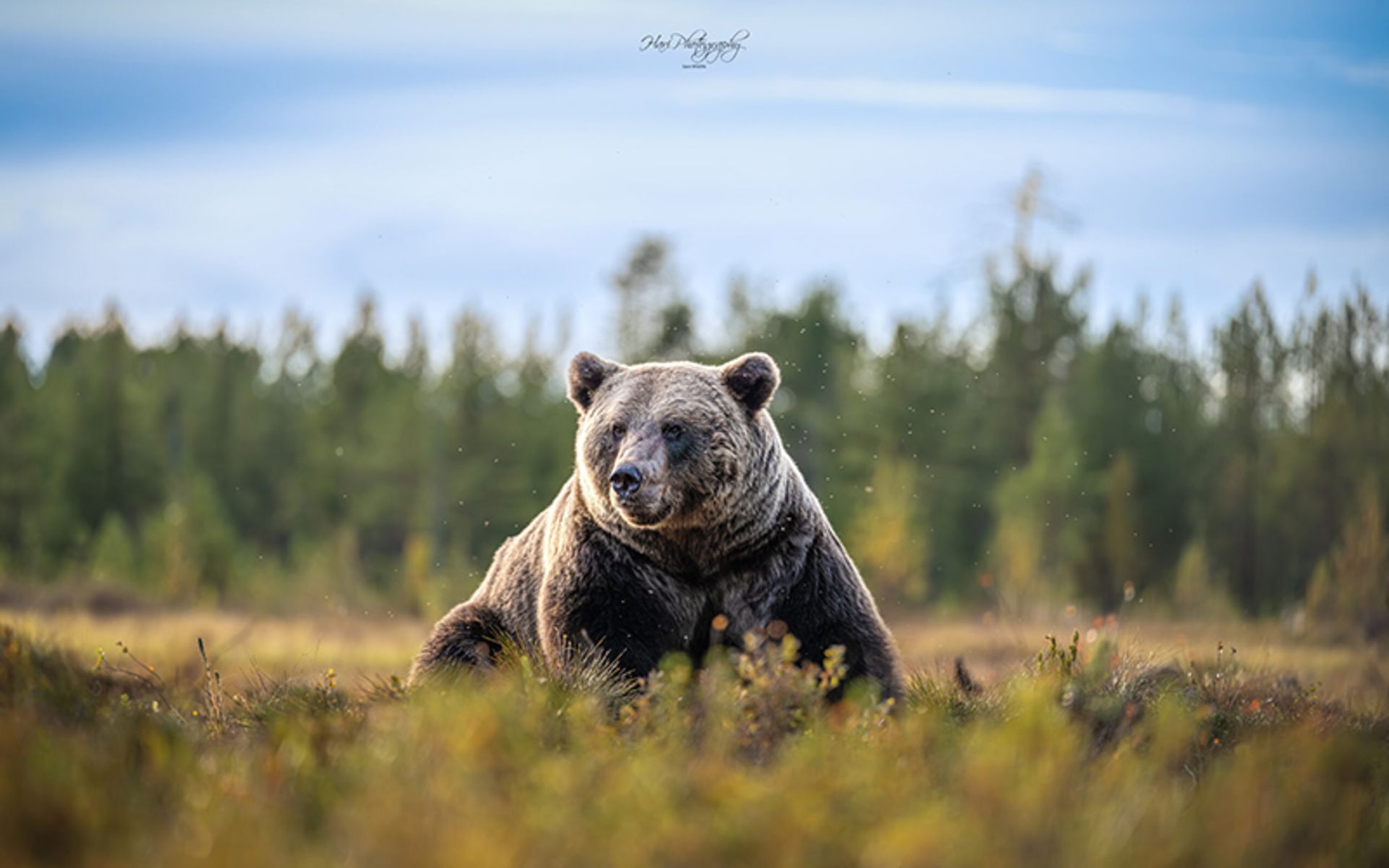 استراحت خرس در طبیعت