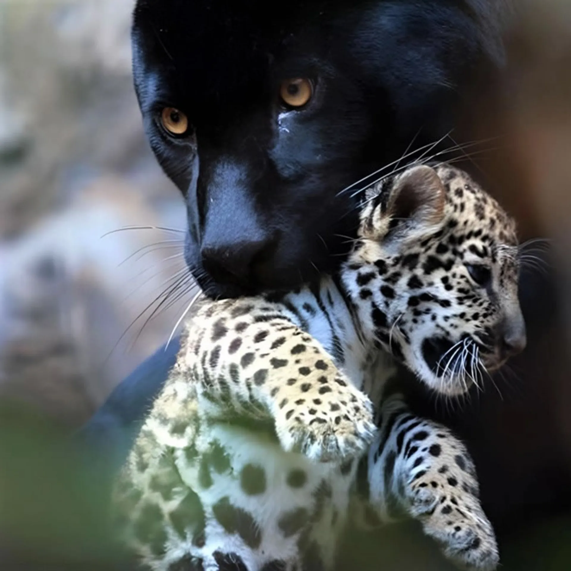 پلنگ سیاه با توله اش