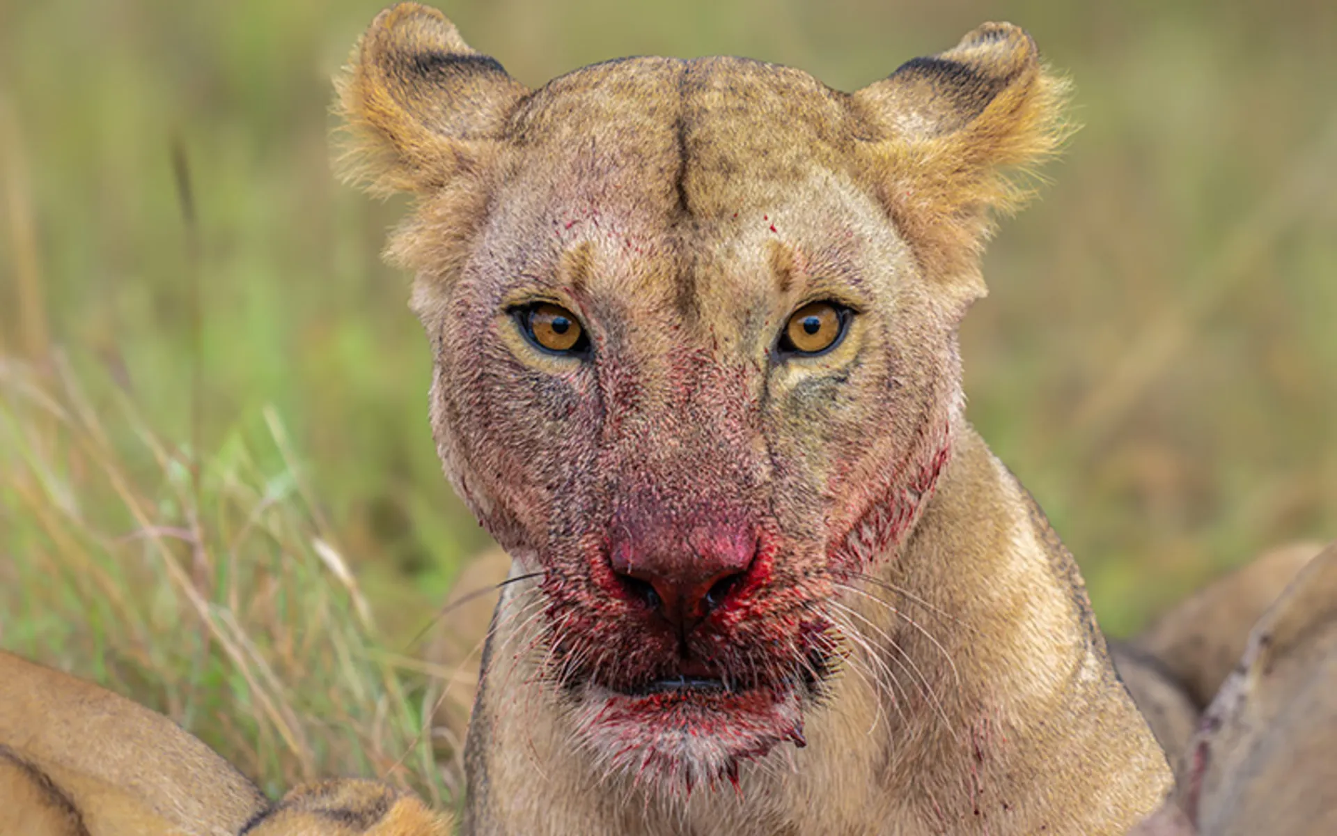شیر ماده خون آلود پس از خوردن شکار