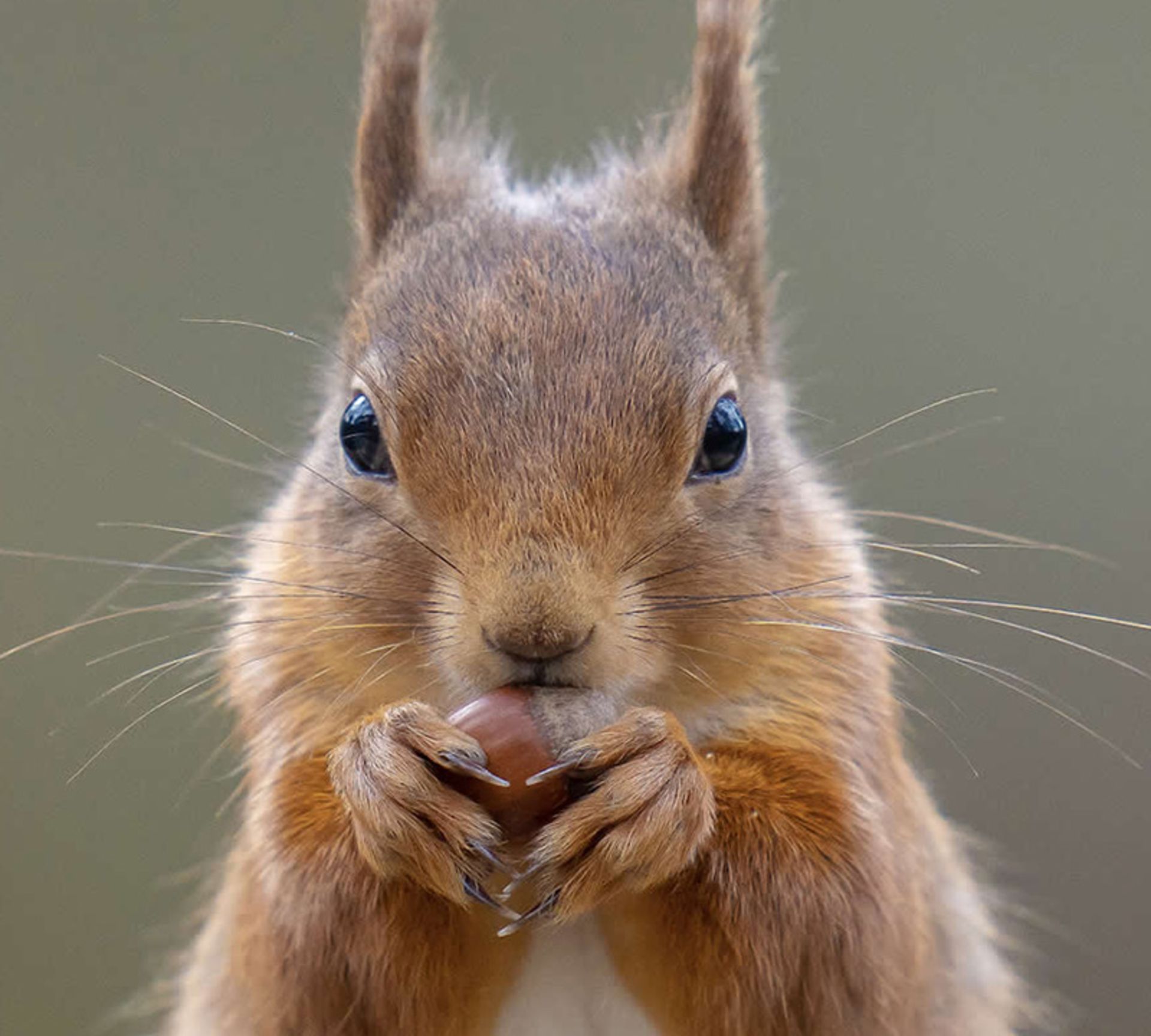 سنجاب مشغول خوردن غذا