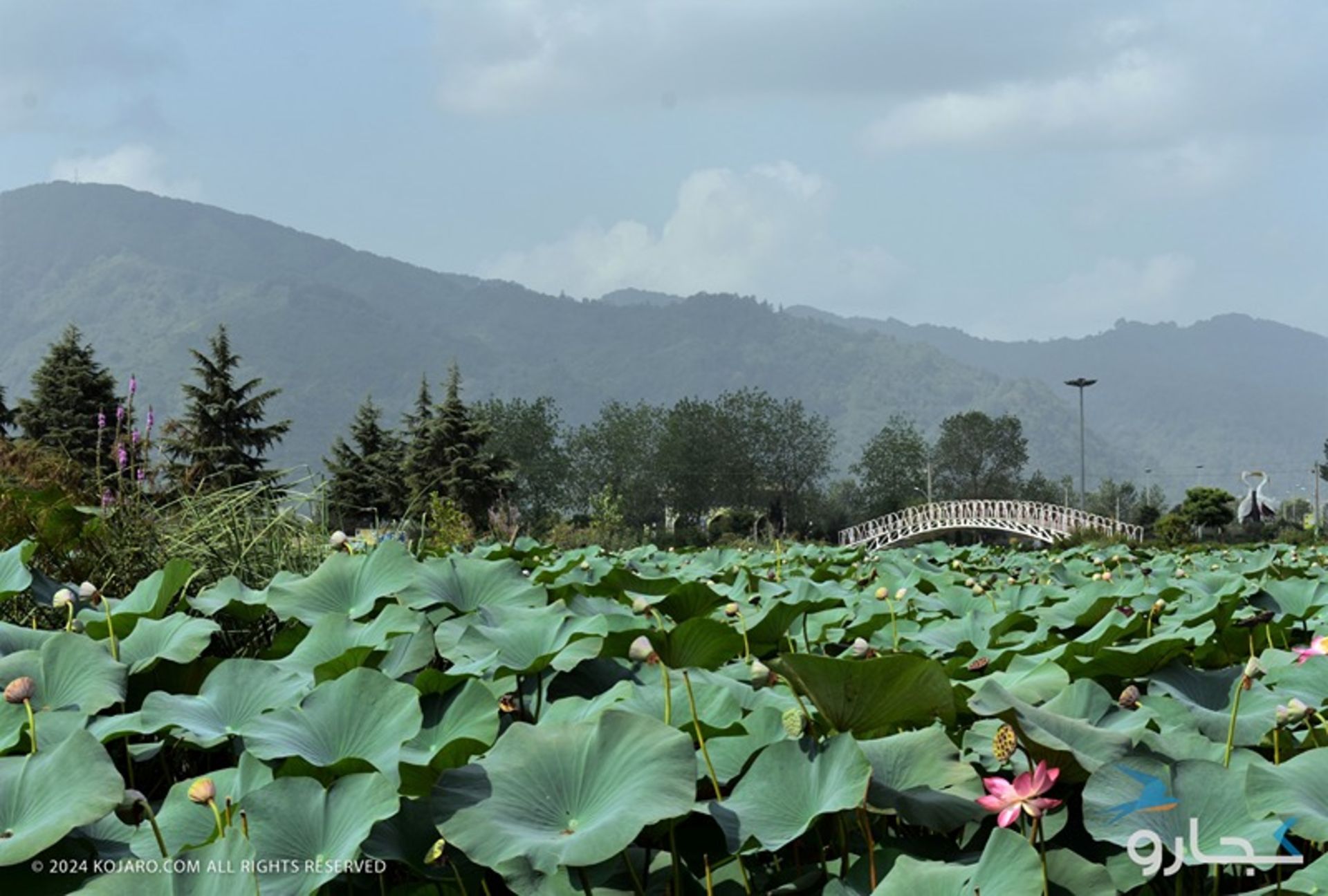 گل های نیلوفر تالاب کیاکلا لنگرود