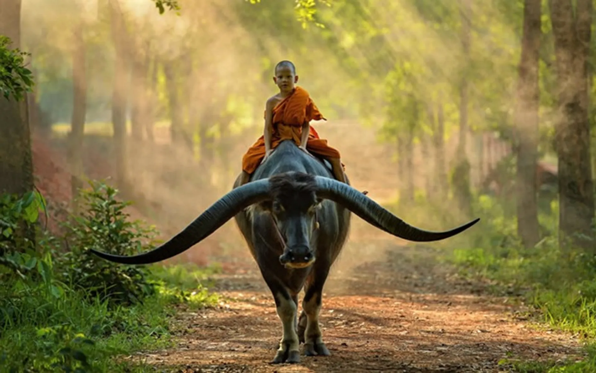 پسر بودایی روی گاو شاخ دار