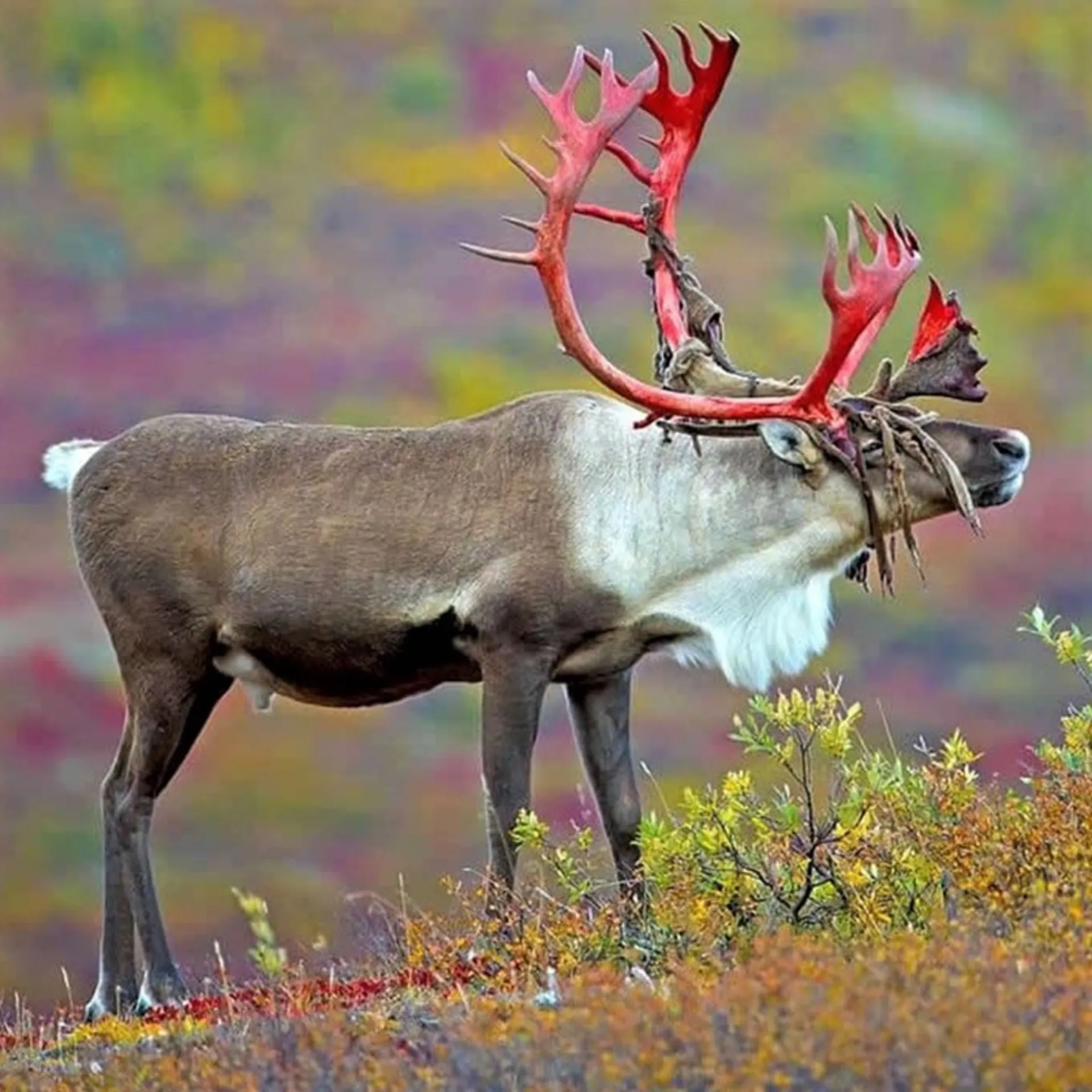 گوزن با شاخ های قرمز