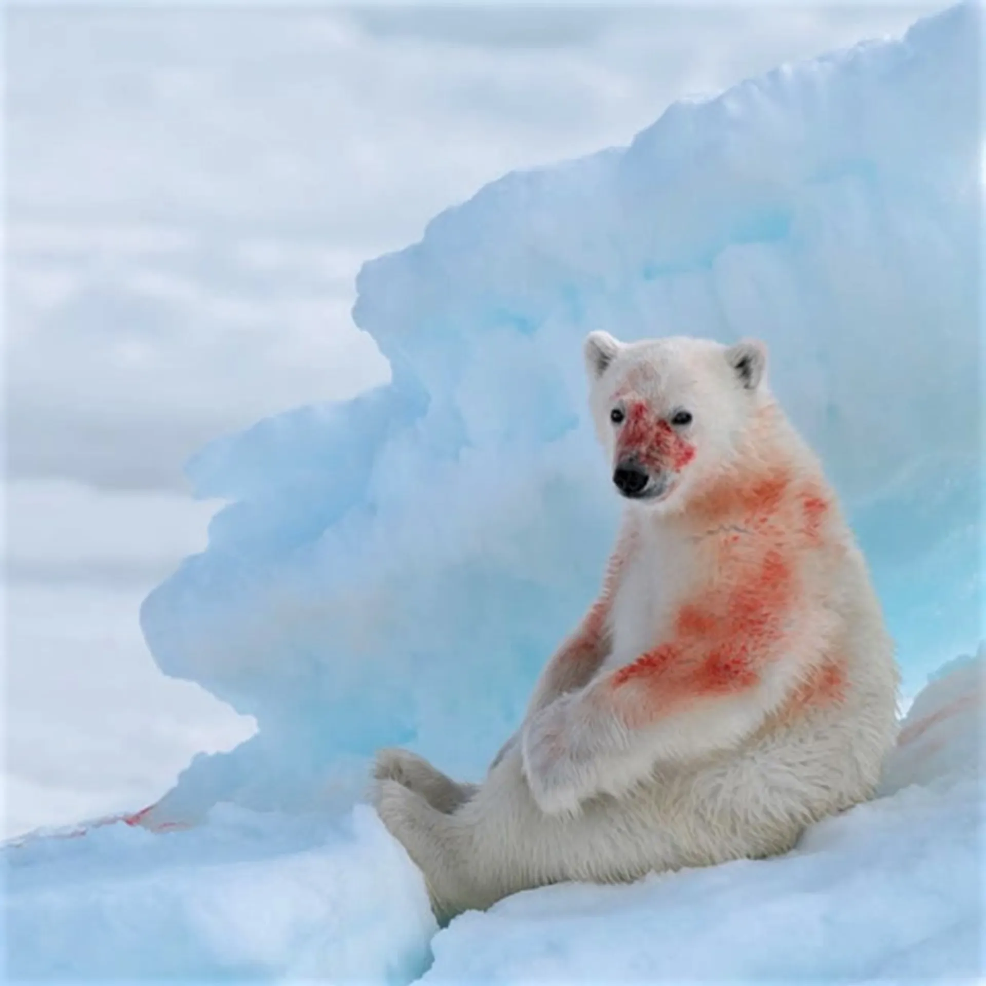 قرس قطبی با پوست خونی