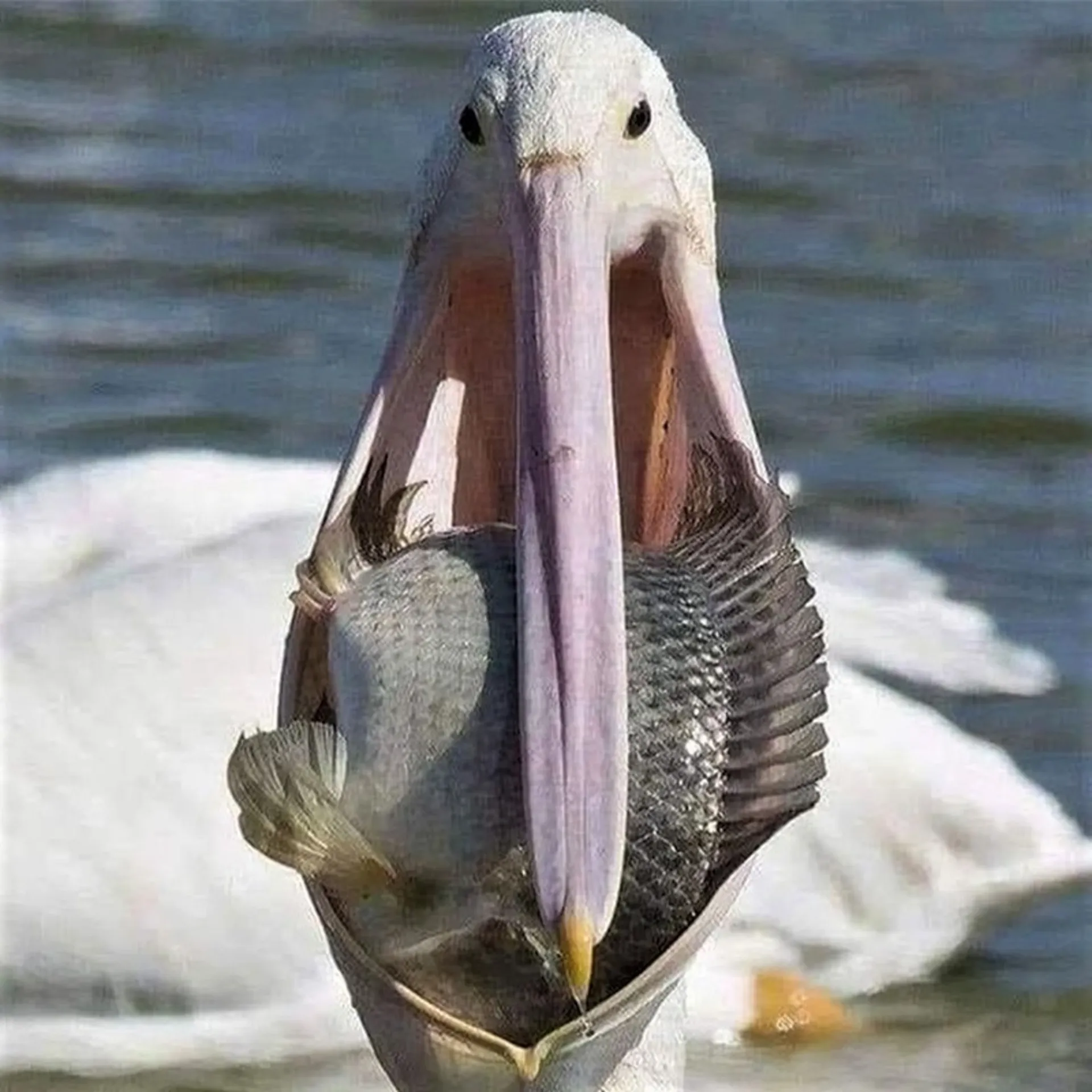 ماهی در منقار پلیکان