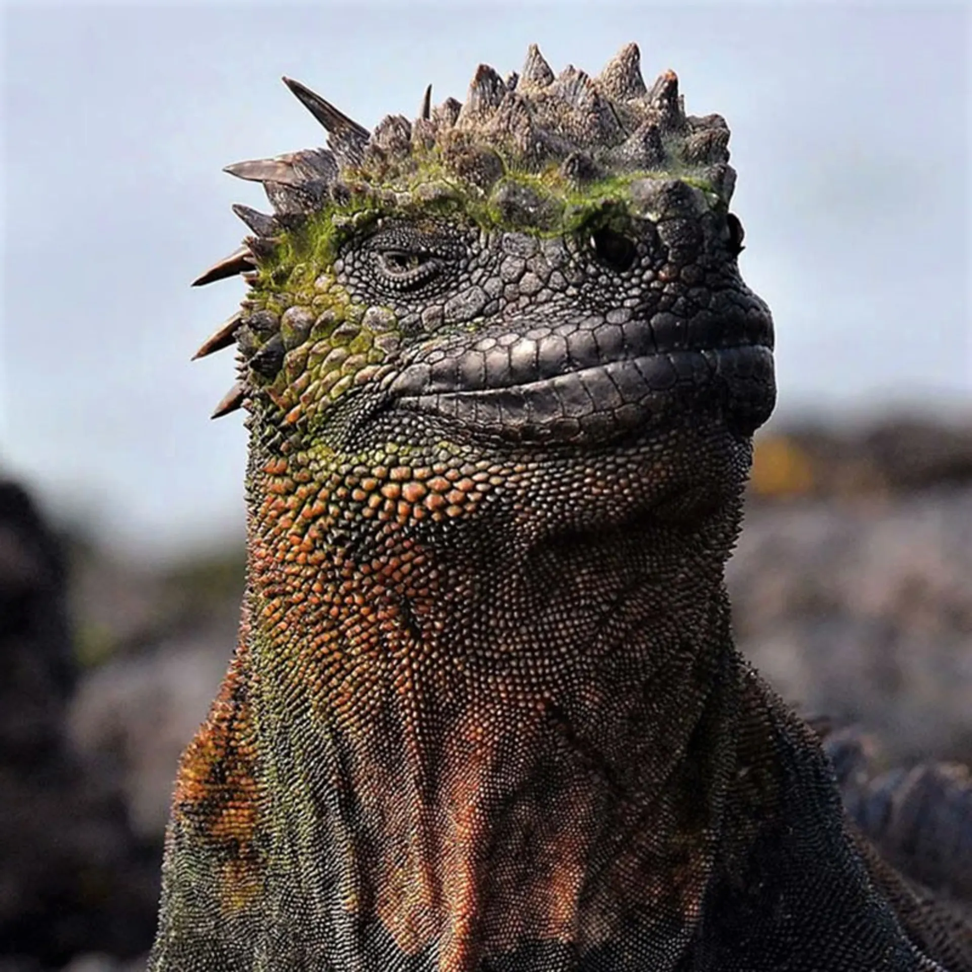 ایگوانا از نمای نزدیک