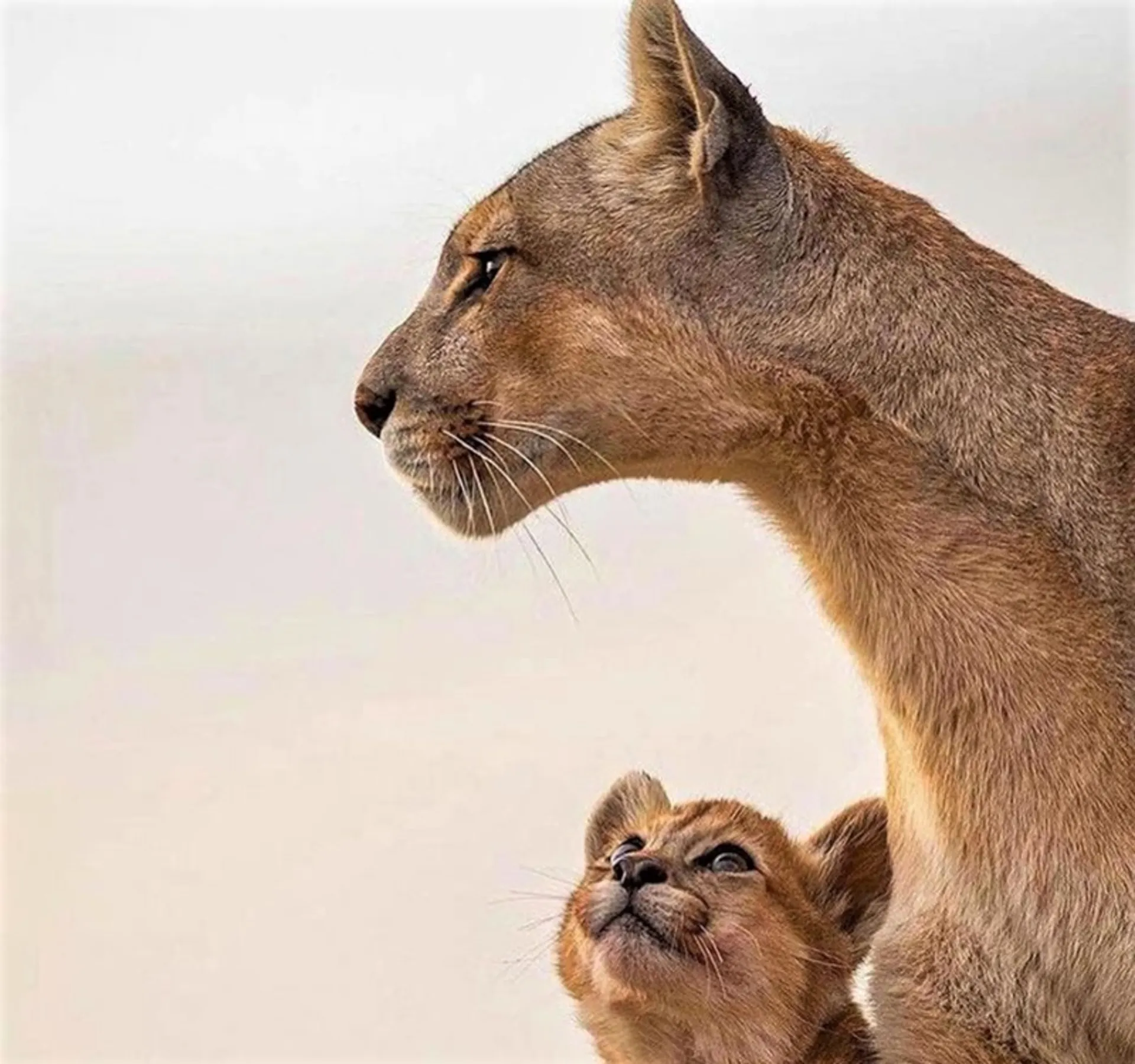 توله پوما و مادرش