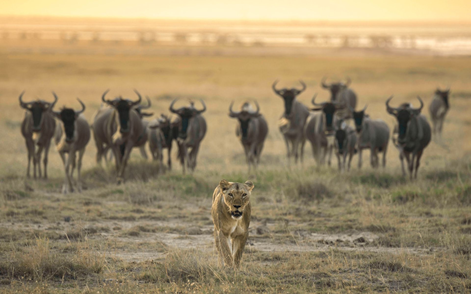شیر ماده در جلوی گله گاومیش ها