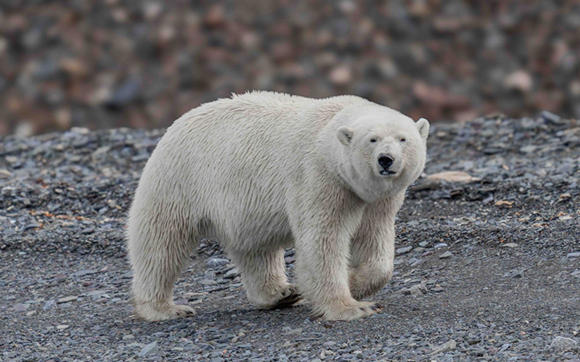 پرتره خرس قطبی در طبیعت