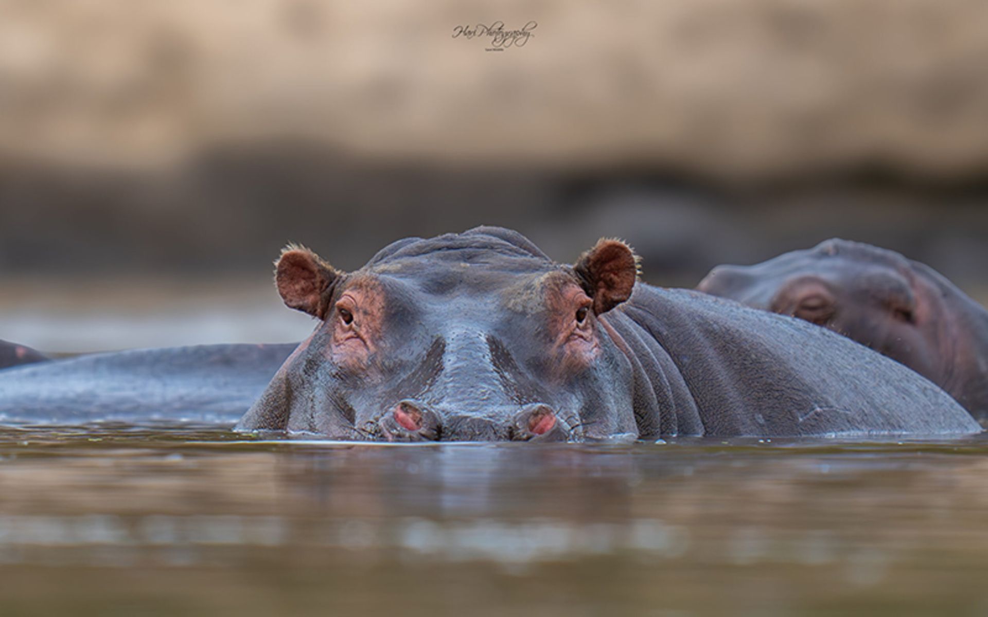 اسب آبی در آب