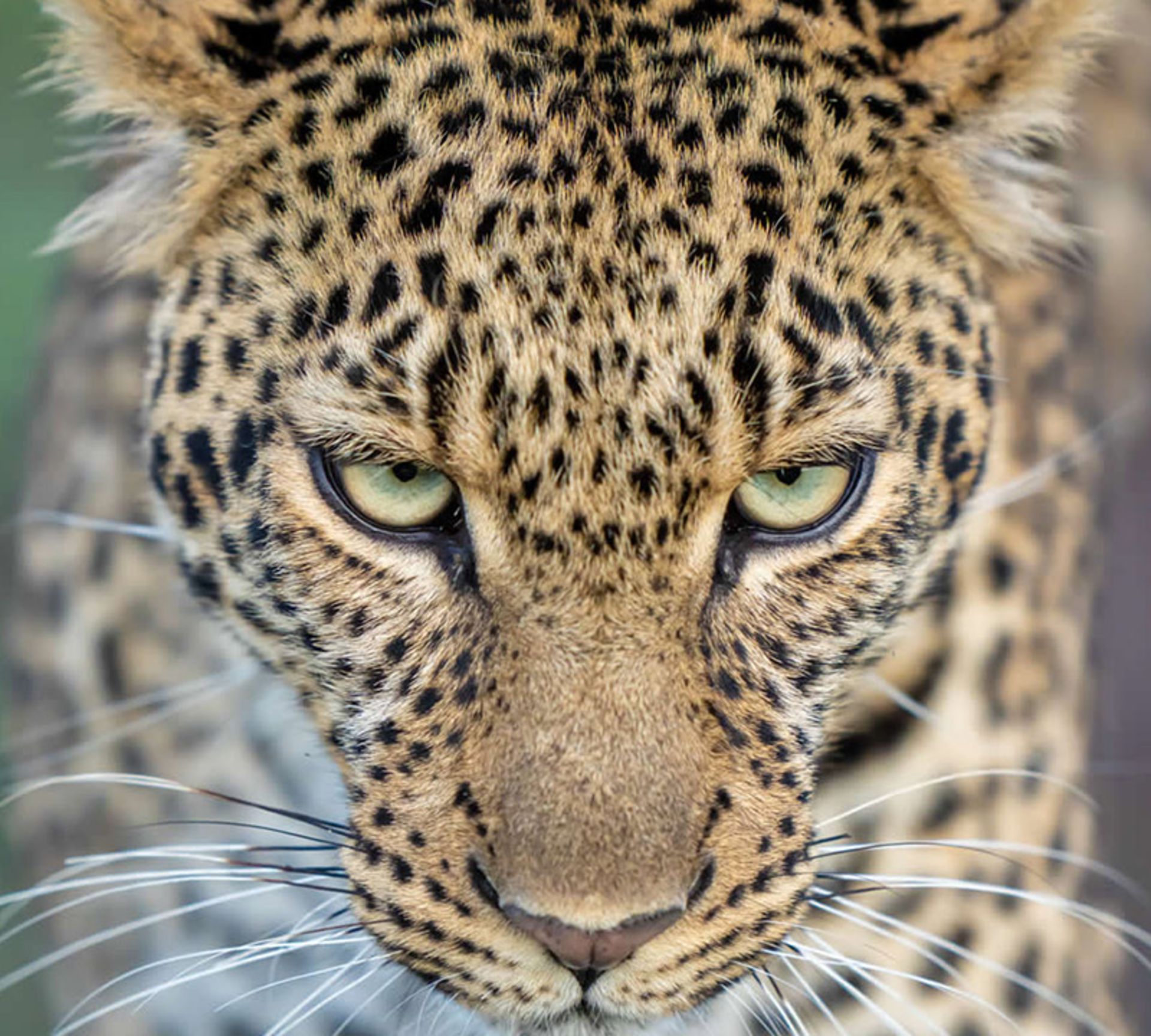 نگاه پلنگ به دوربین عکاس