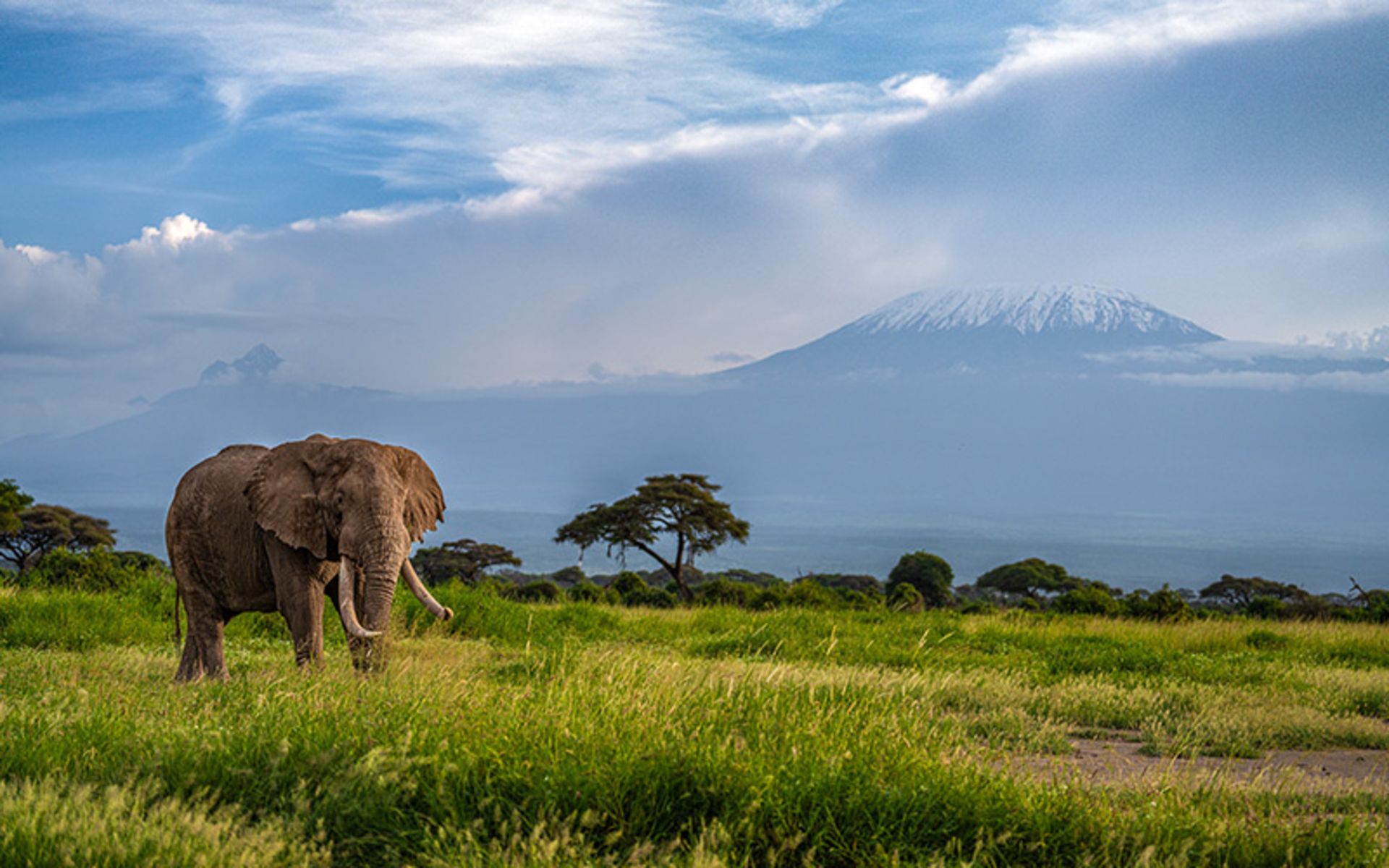 پرسه فیل در طبیعت