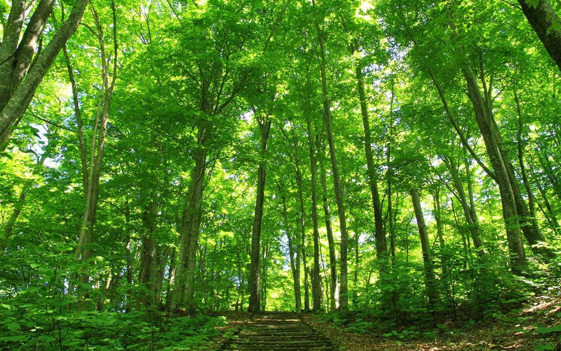 درختان مرتفع جنگل شیراکامی سانچی