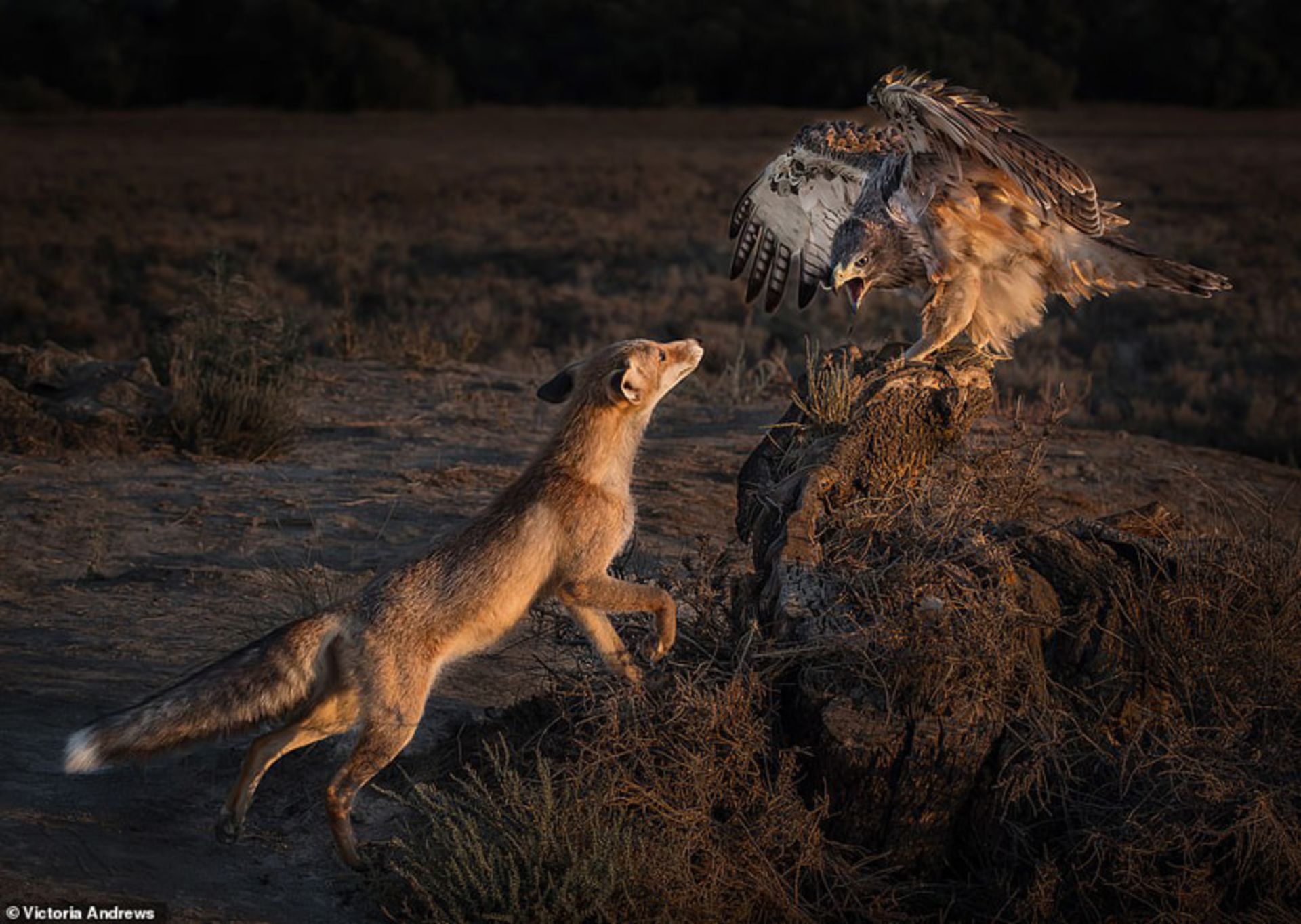 رویارویی عقاب و روباه در اسپانیا