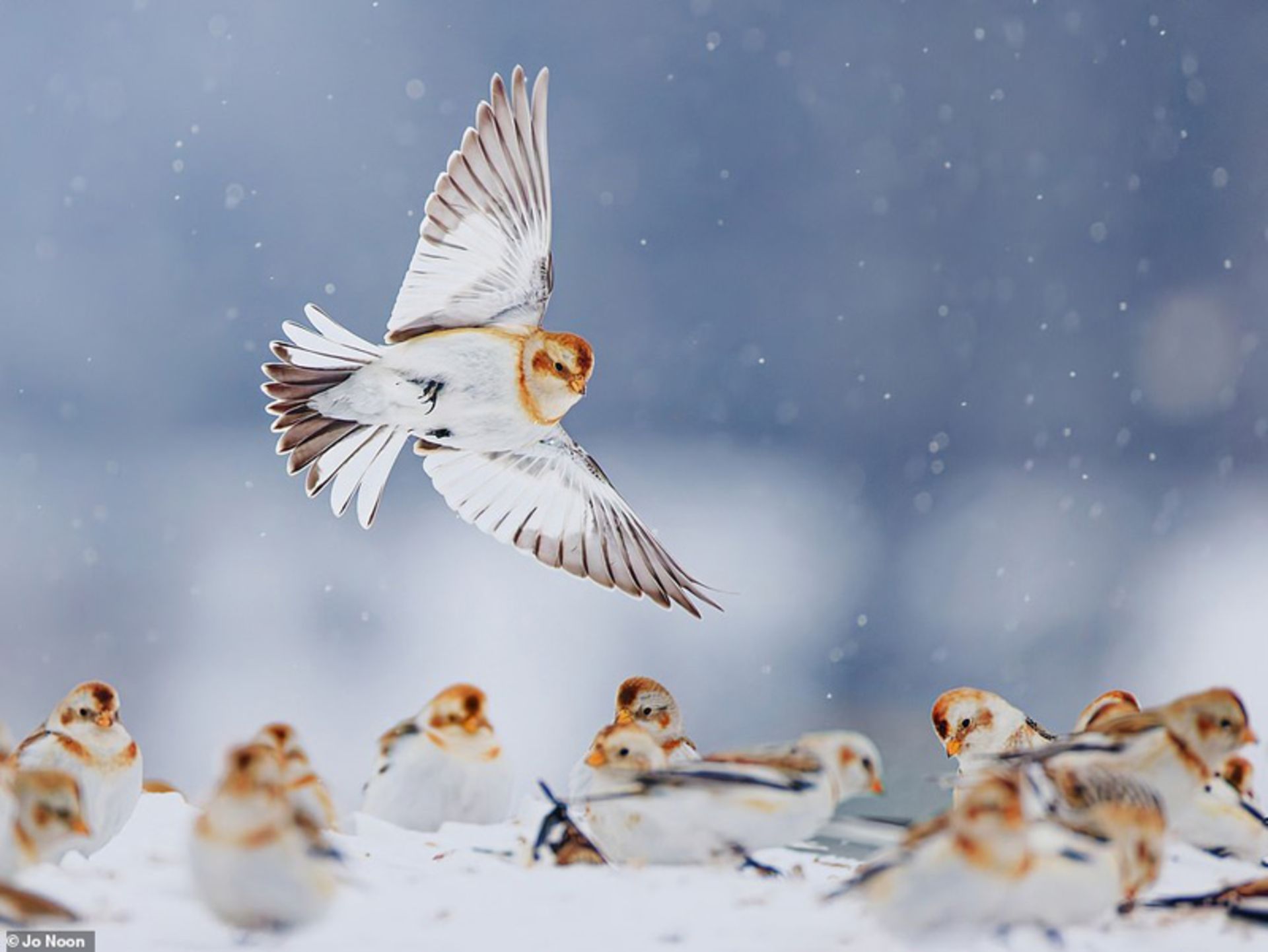 پرندگان سفید در آلبرتای کانادا