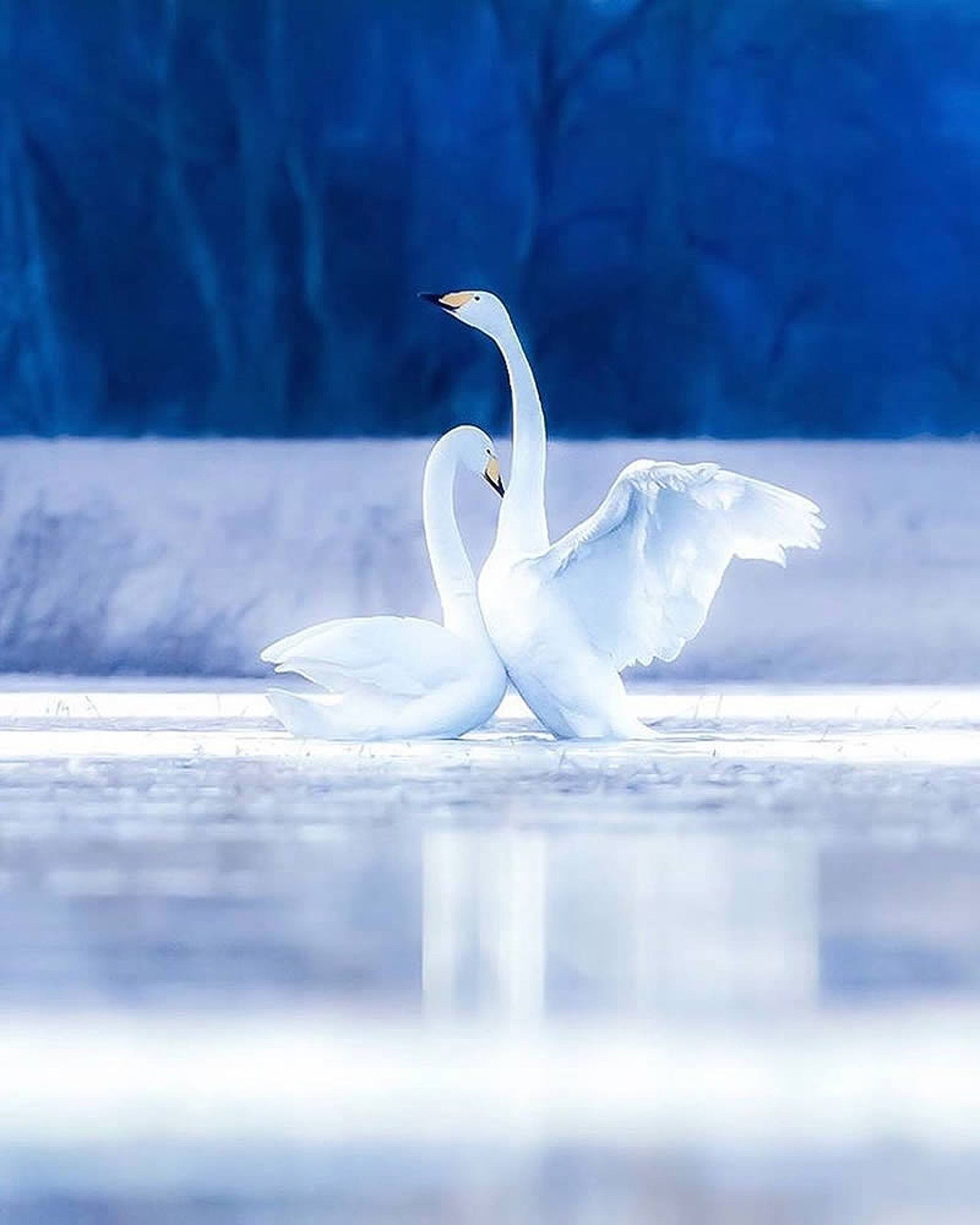 دو قو در رودخانه