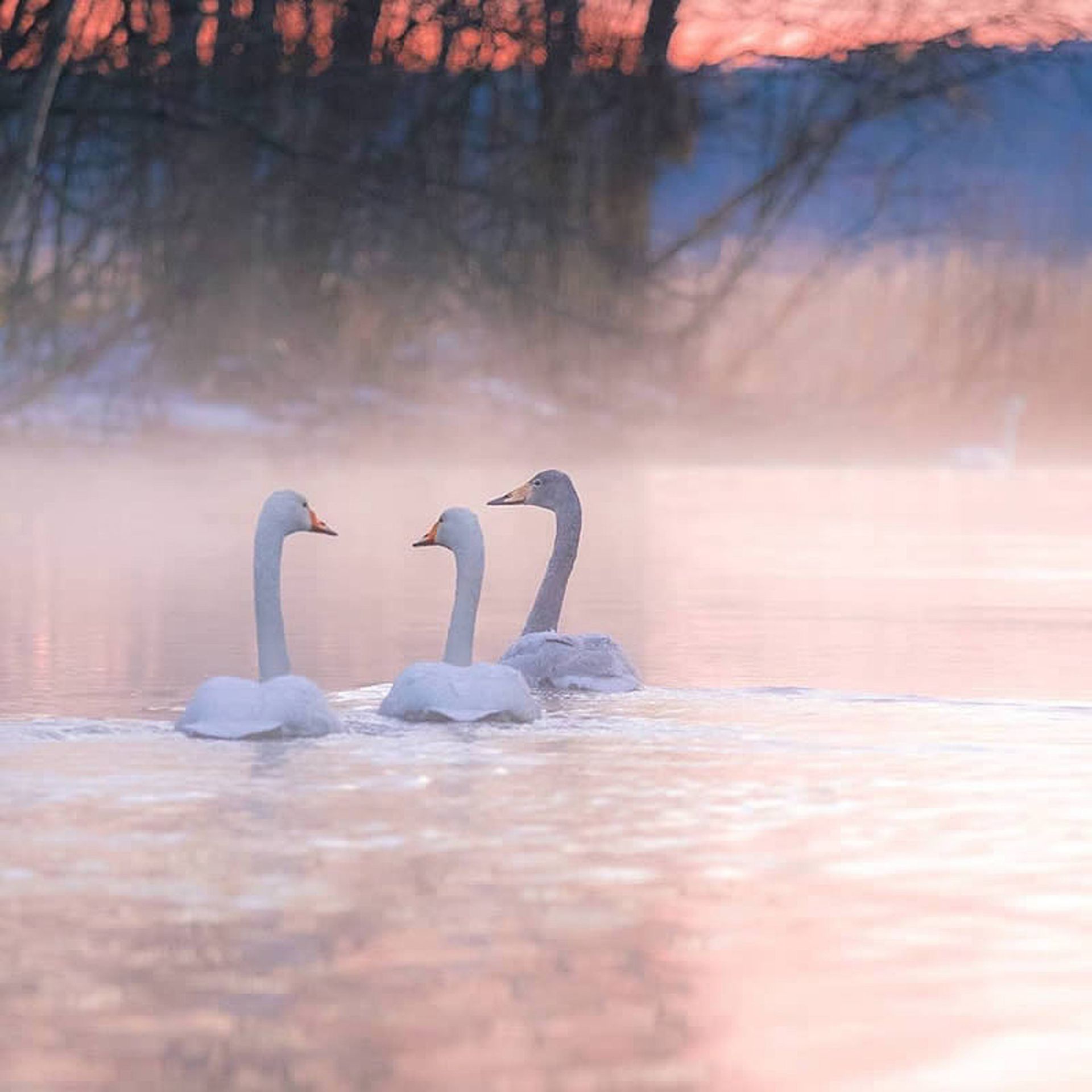 سه قو در رودخانه