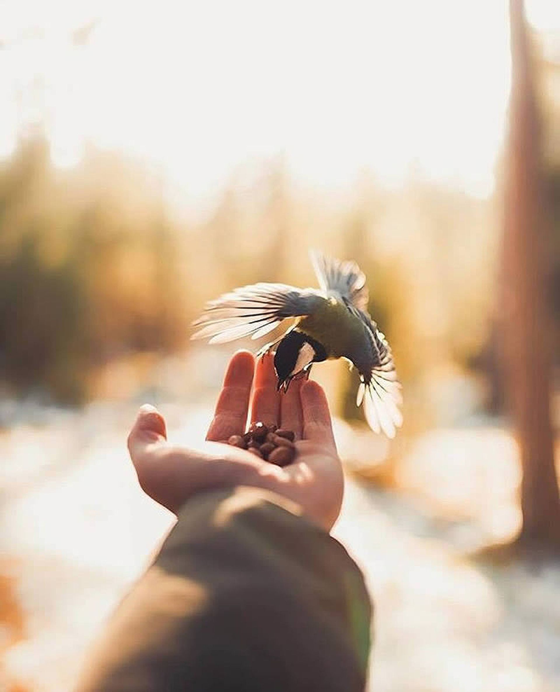 غذا دادن به پرنده در دست