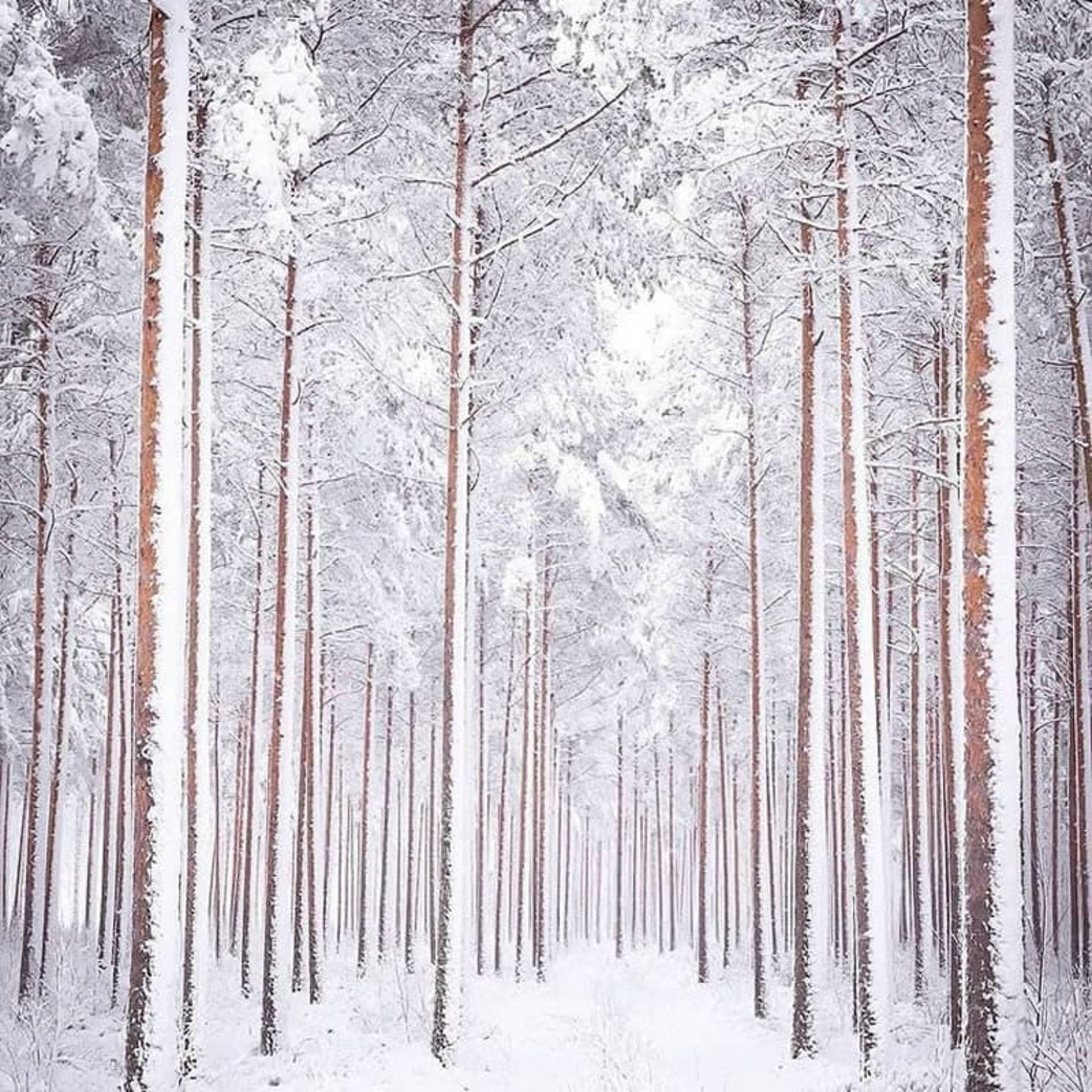 جنگل برفی در فنلاند