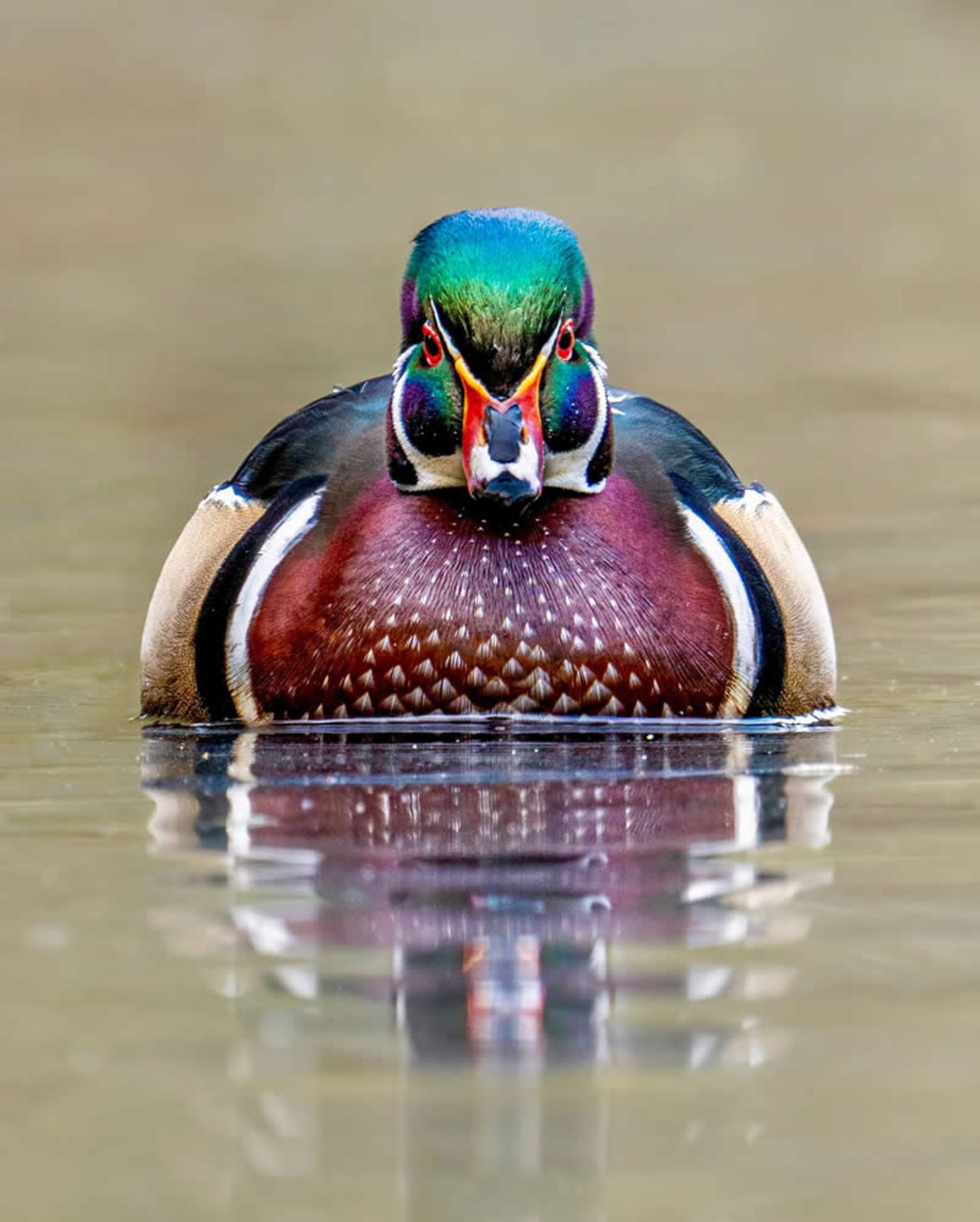 مرغابی جنگلی با پرهای رنگارنگ
