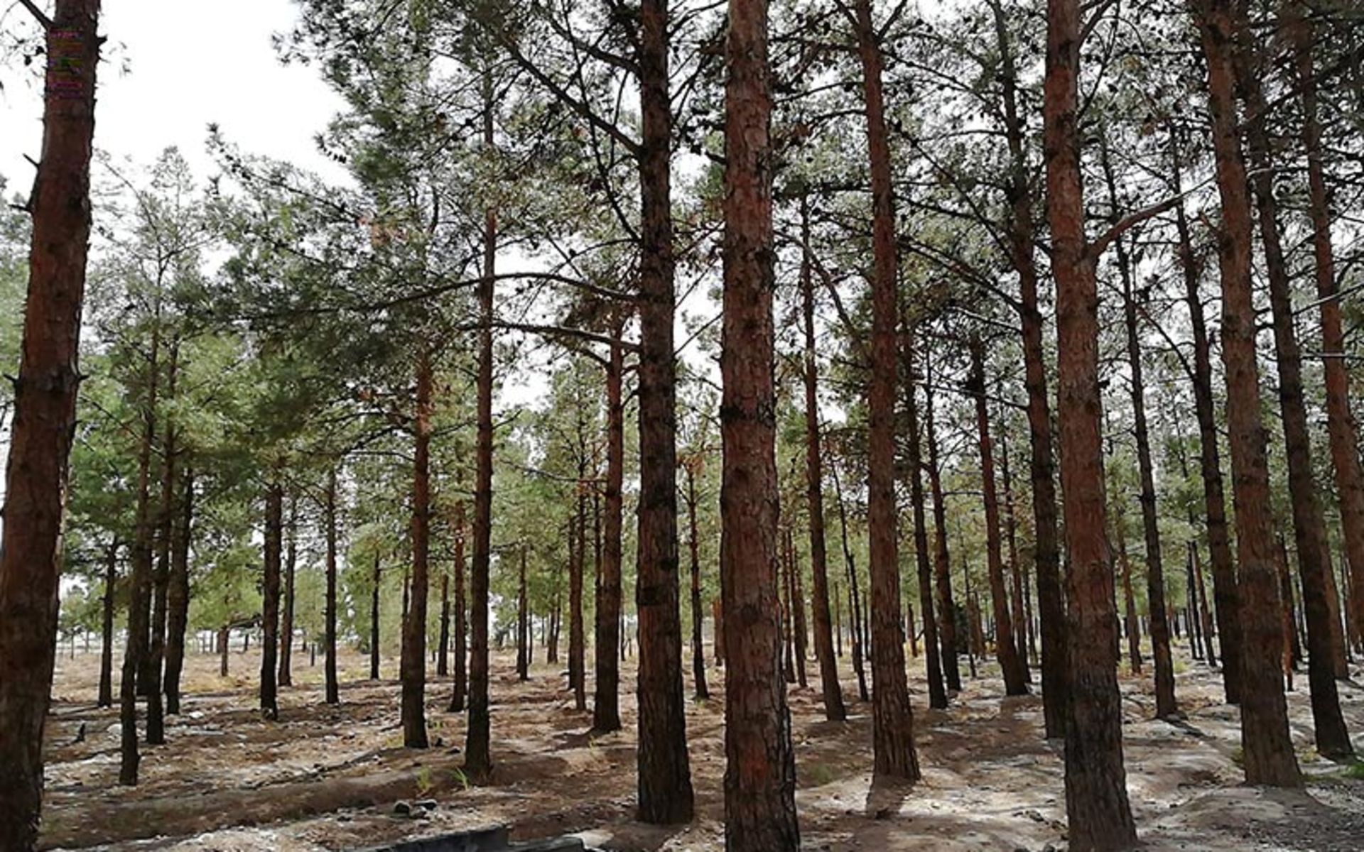 طبیعت بوستان جنگلی دکتر کردوانی