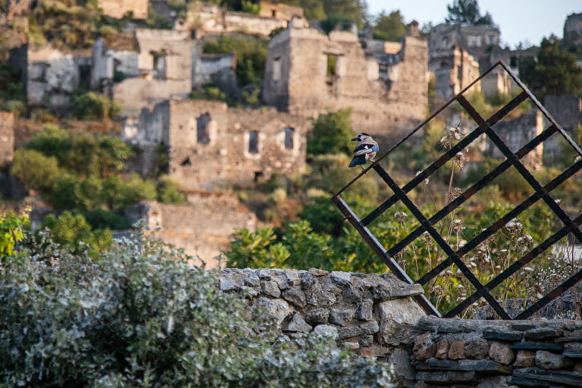 پرنده ای بر دیواری در کایاکوی