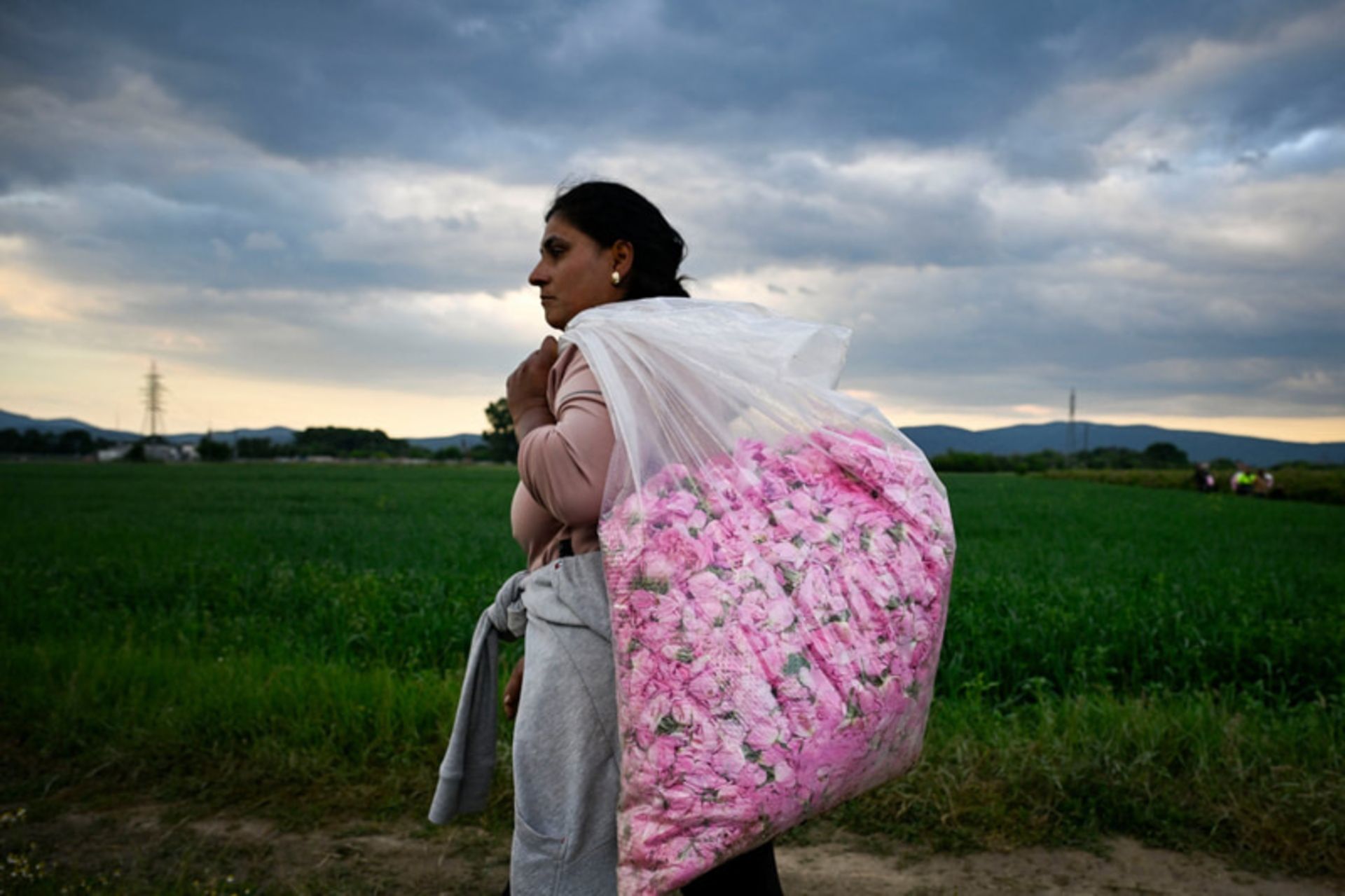 جهان در قاب هفته؛ روایتهایی دیدنی از زندگی در گوشه و کنار دنیا 18 جمع آوری گلبرگ های رز در چرگانوو، بلغارستان