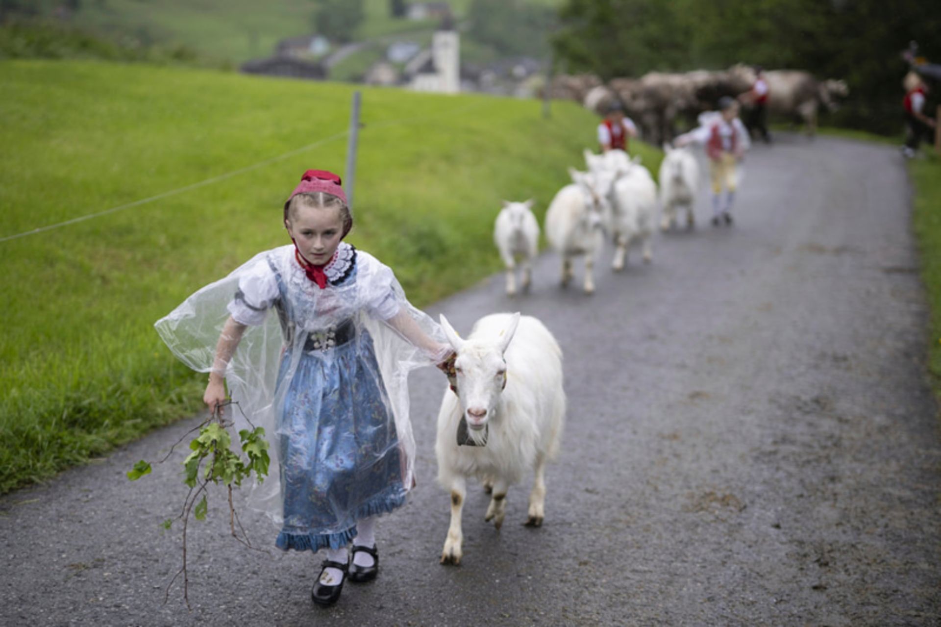 جهان در قاب هفته؛ روایتهایی دیدنی از زندگی در گوشه و کنار دنیا 6 هدایت گوسفندان به آلپ در مراسم سنتی «Alpfahrt» در سوئیس