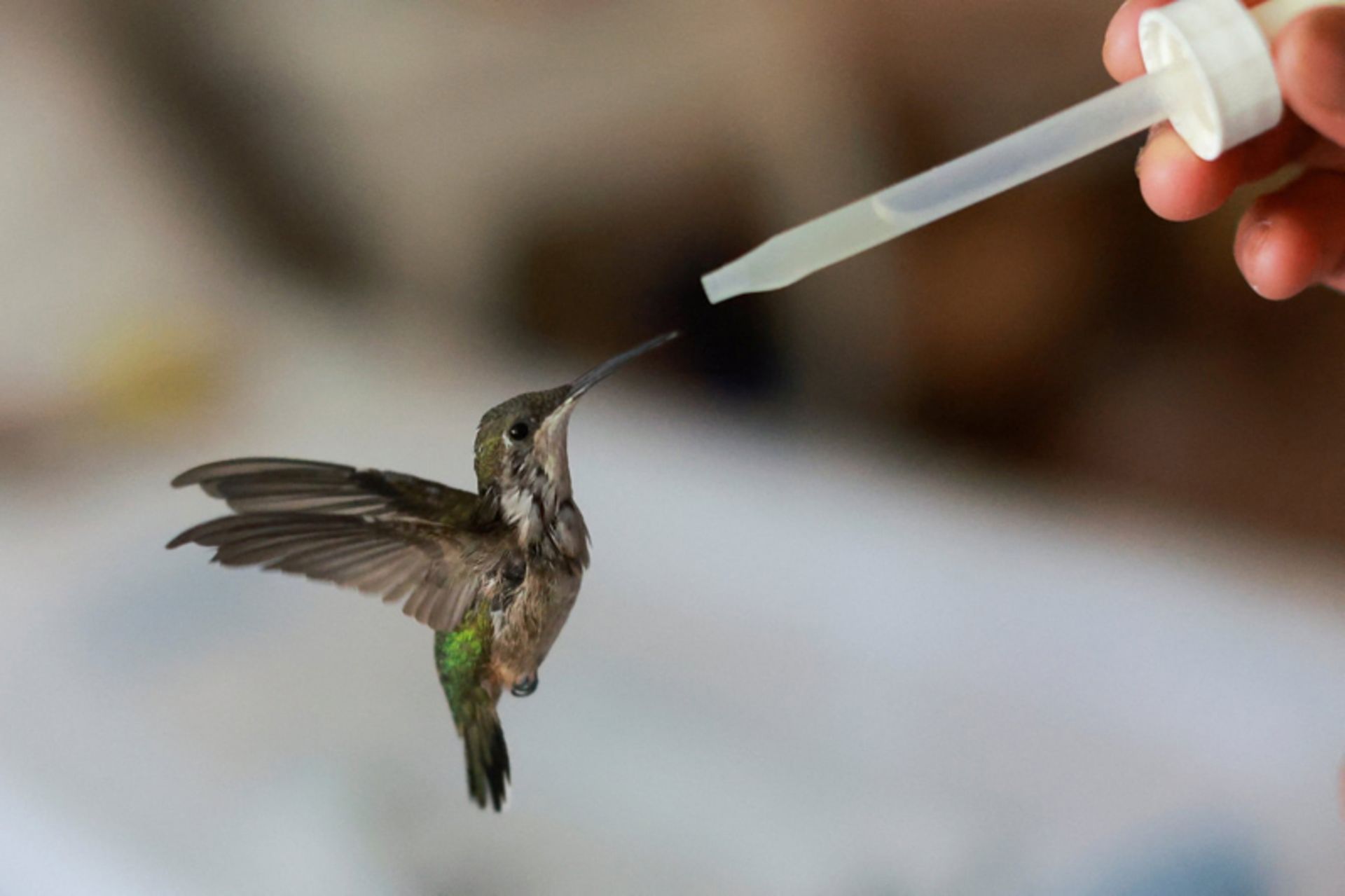 جهان در قاب هفته؛ روایتهایی دیدنی از زندگی در گوشه و کنار دنیا 14 تغذیه یک مرغ مگس خوار در کلینیک موقت مراقبت از پرندگان در مکزیکوسیتی