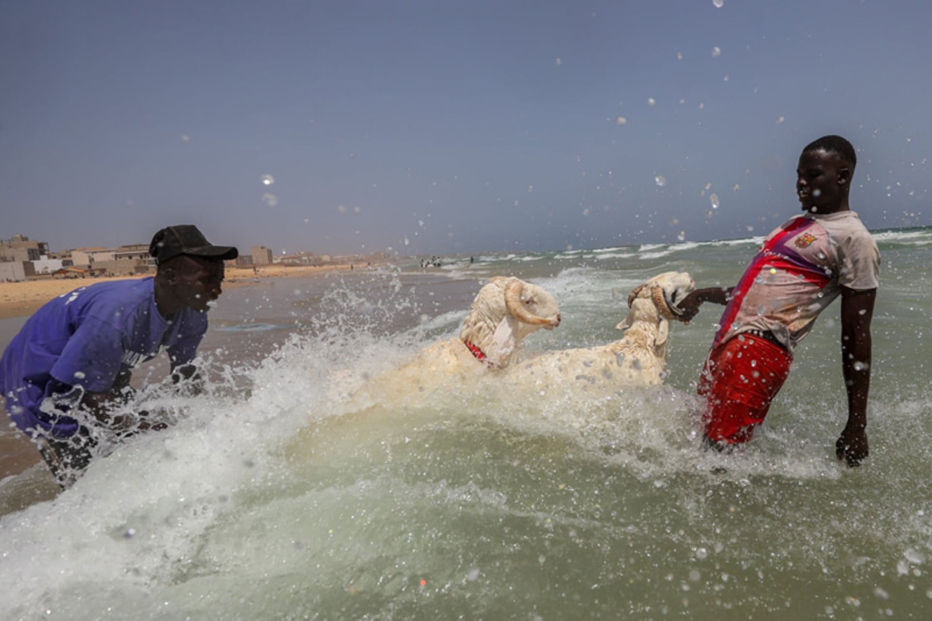 کودکان سنگالی در حال شستن گوسفند قربانی در دریا