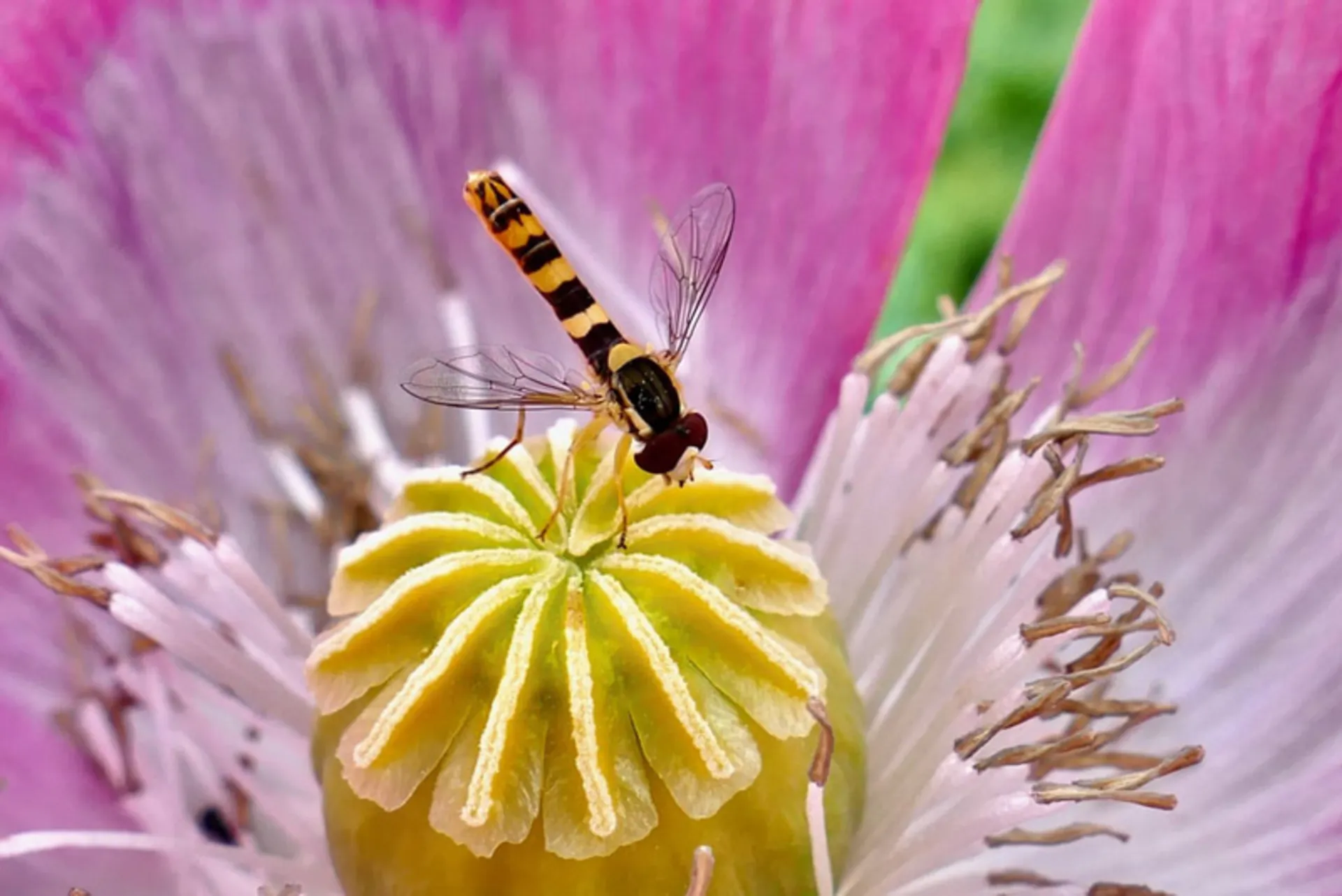 تصاویر منتخب هفته؛ قابهایی از جنگ، زندگی و امید 6 حشره ای روی غلاف خشخاش در بریتانیا