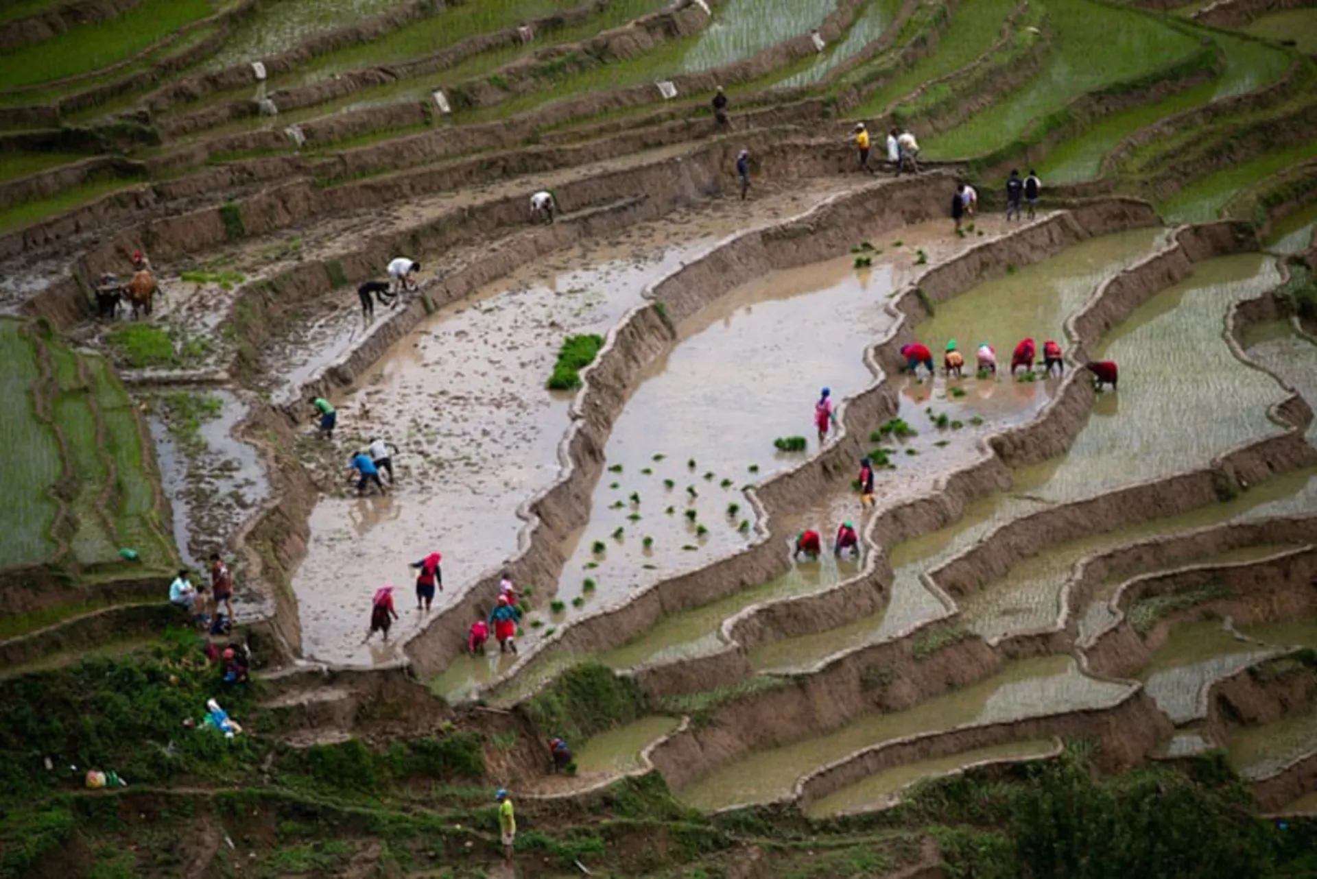 تصاویر منتخب هفته؛ قابهایی از جنگ، زندگی و امید 5 کاشت برنج توسط کشاورزان نپالی پس از بارانهای موسمی