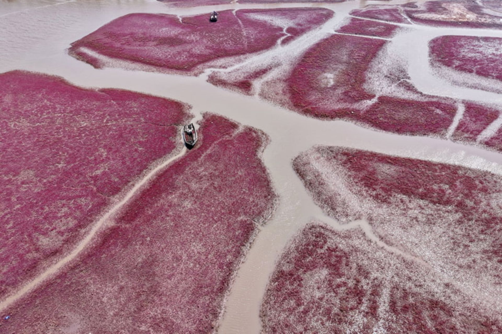 پوشش گیاهی سرخ‌ رنگ در تالاب‌ های چین