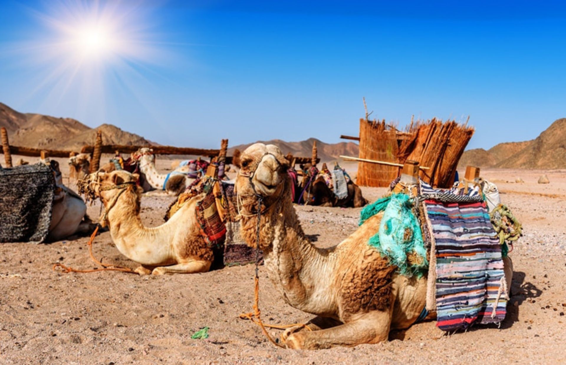 شترها در بیابان دبی