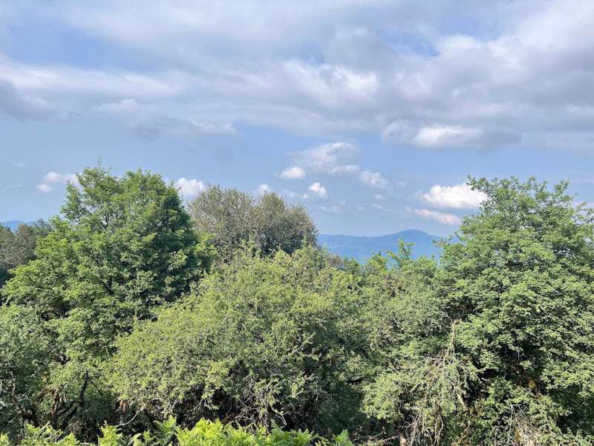 درختان جنگل الیمستان