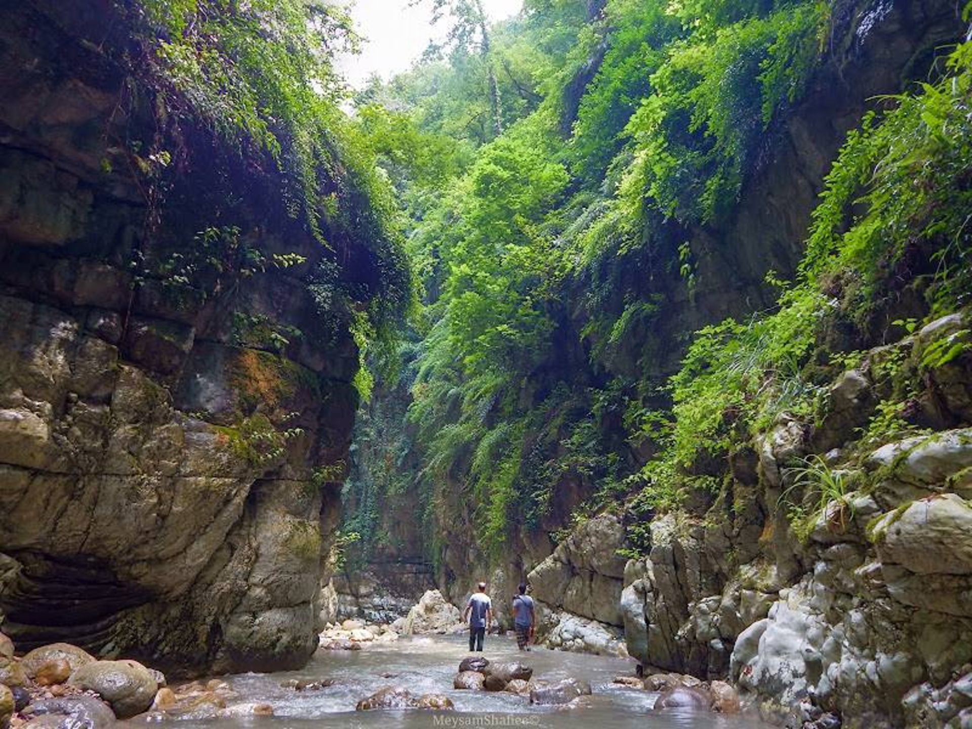 طبیعت رودخانه و درختان تنگ دار