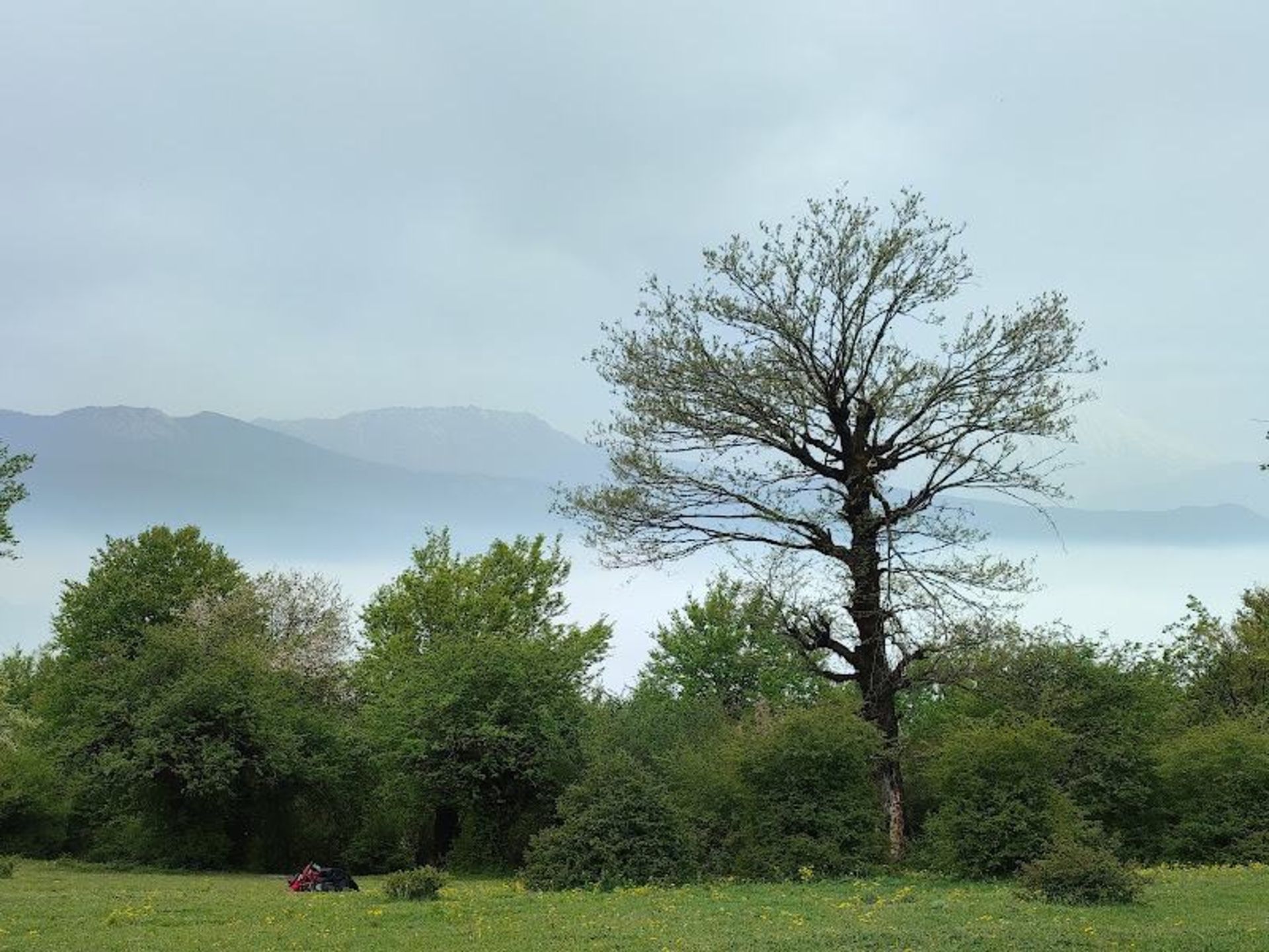 درختان جنگل الیمستان 
