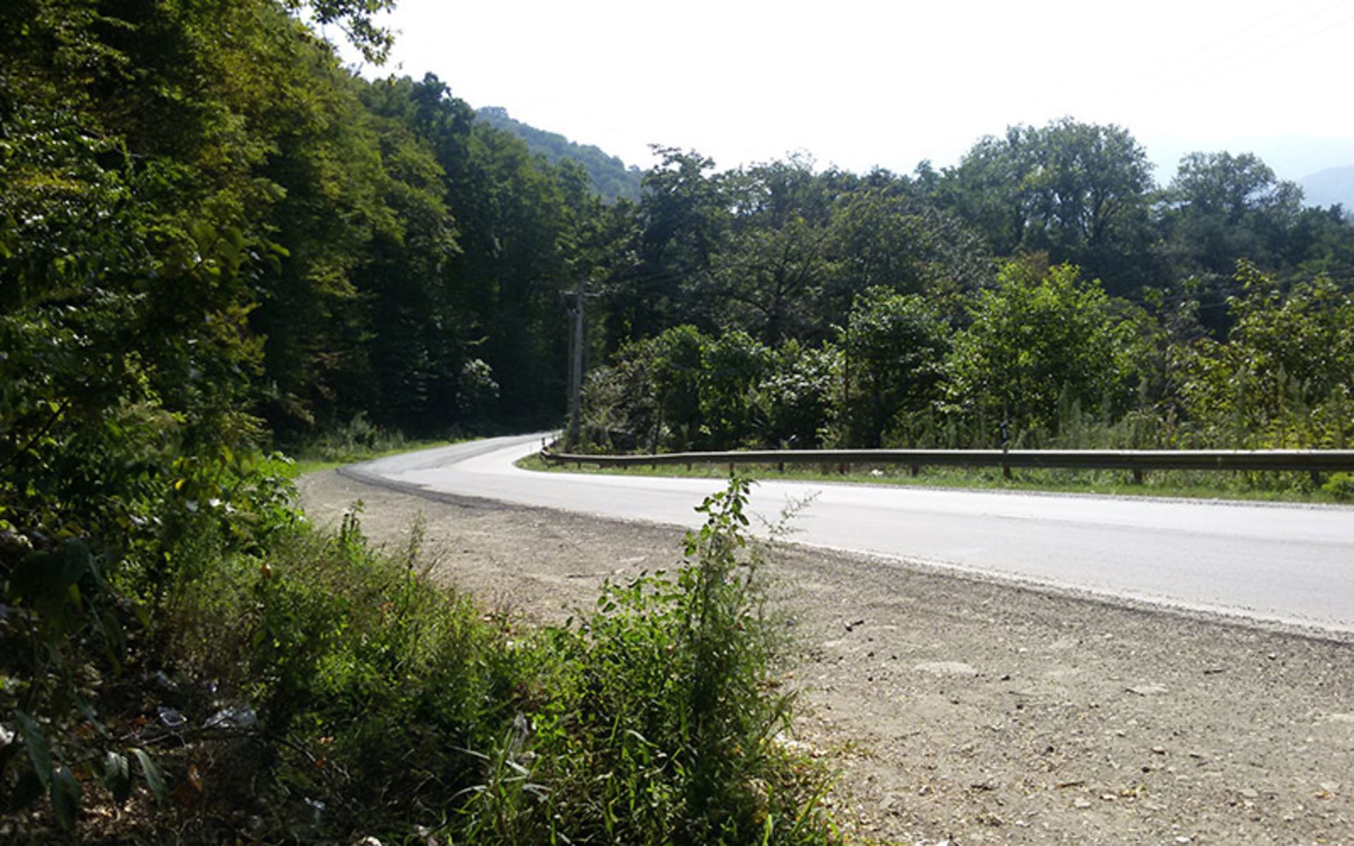 درختان جاده چالوس مرزن آباد