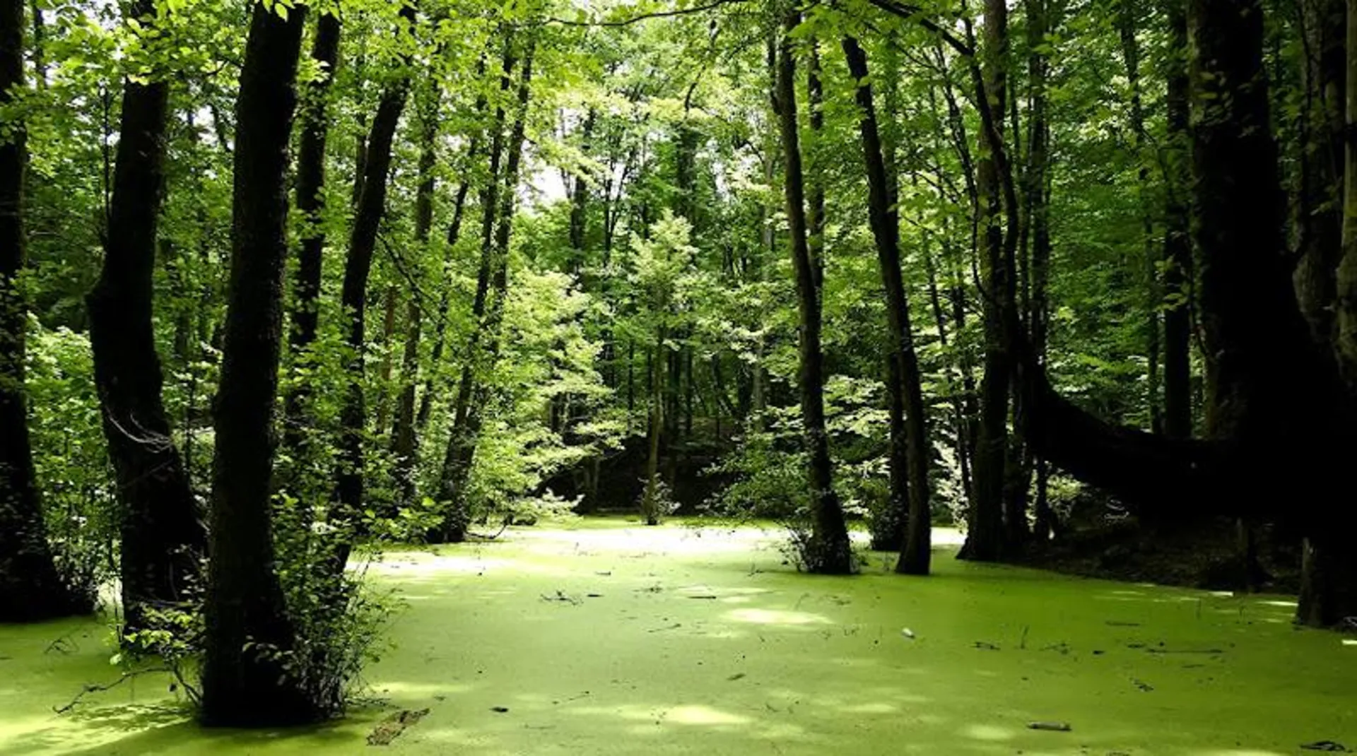 مرداب وربن در اعماق جنگل