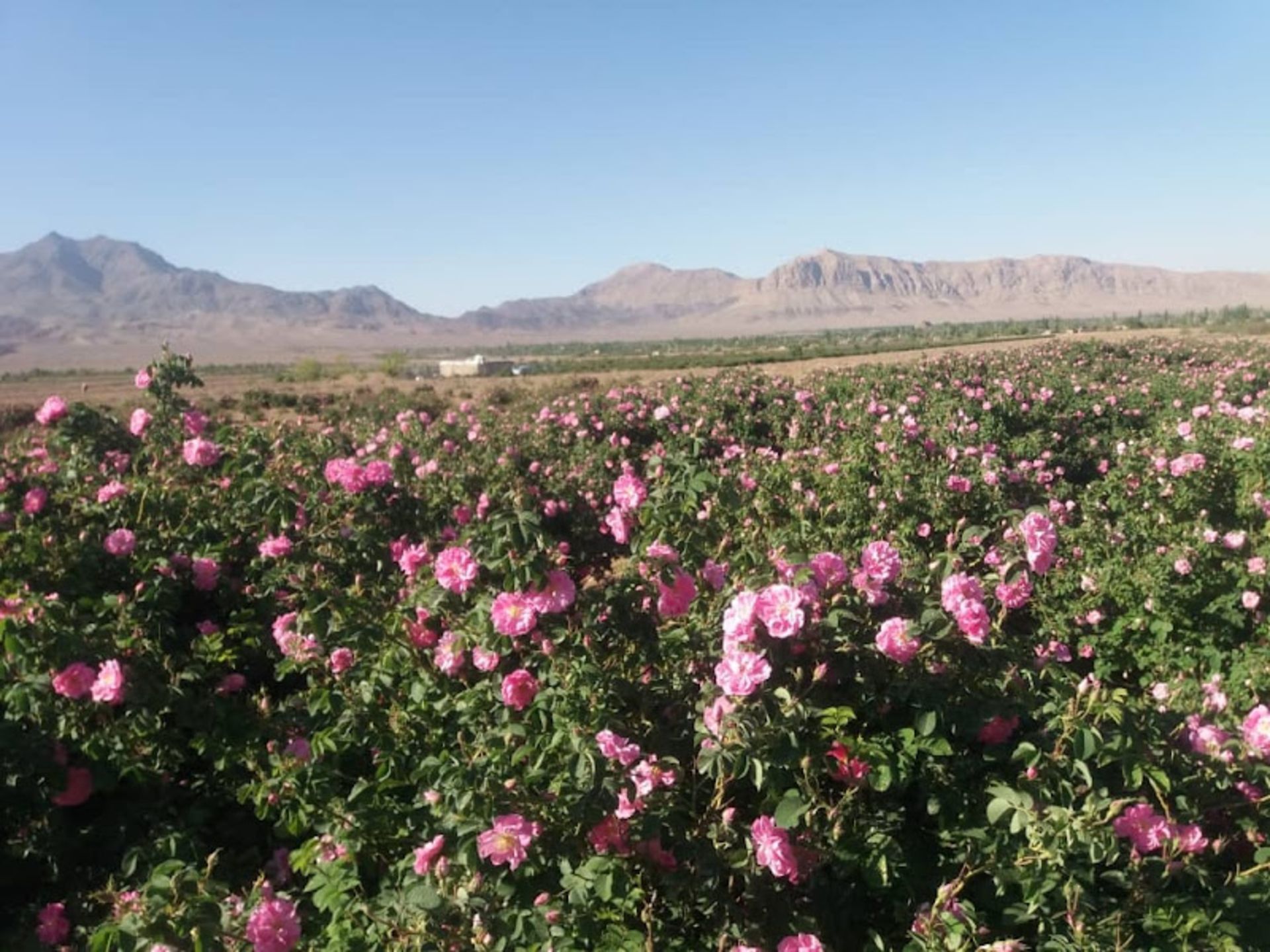 باغ گل محمدی در نیاسر