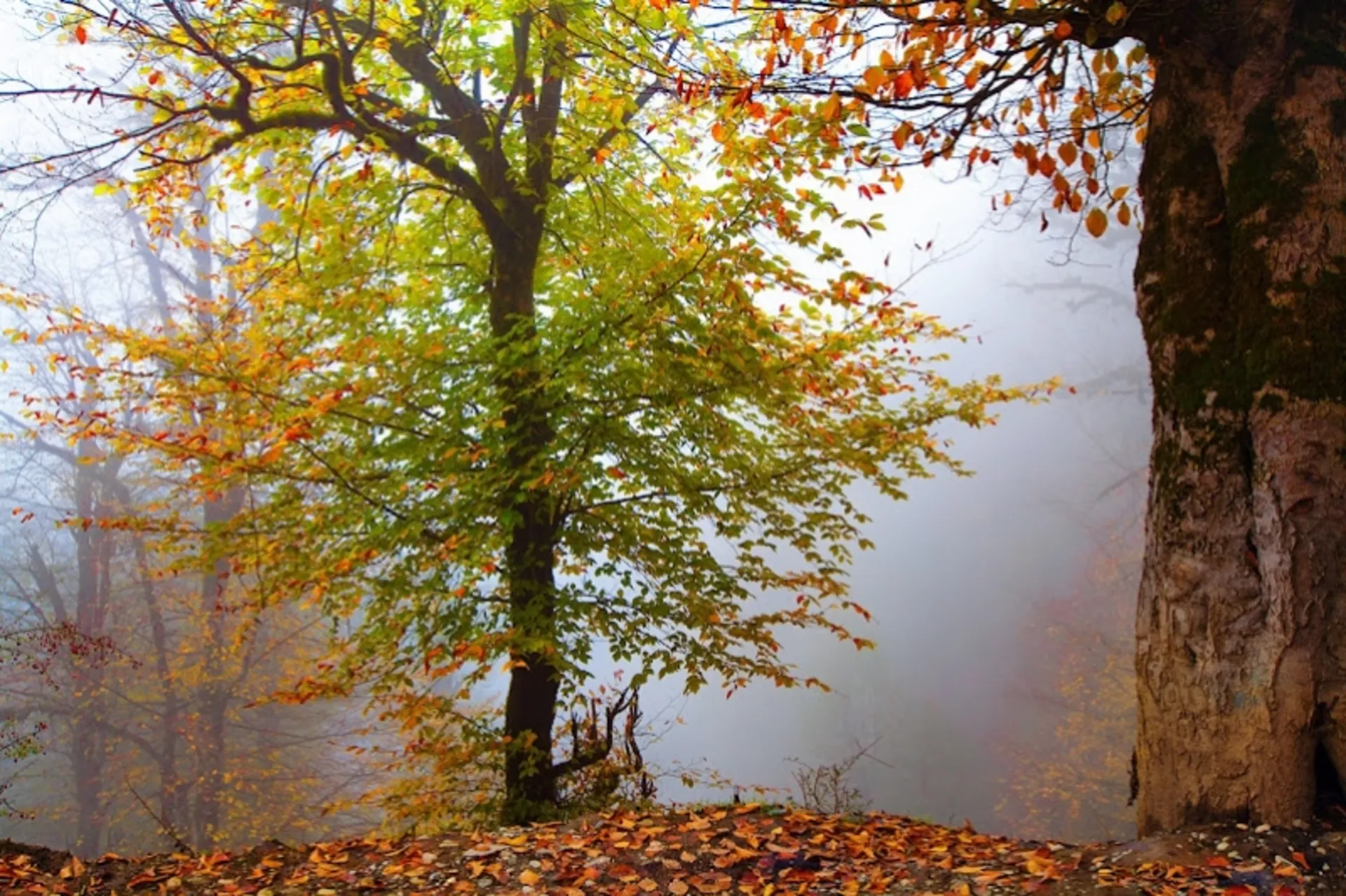 ماسال در فصل پاییز