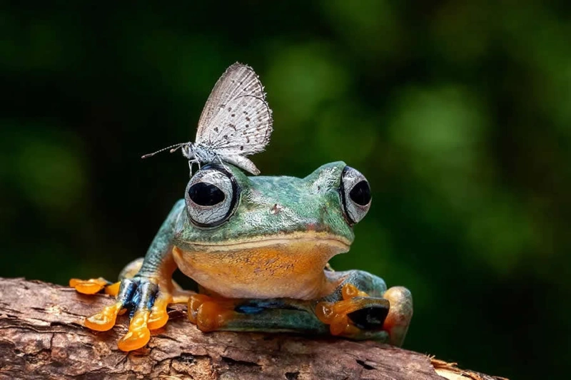 جهان کوچک حیوانات؛ پرتره‌های جادویی طبیعت در لنز ماکرو