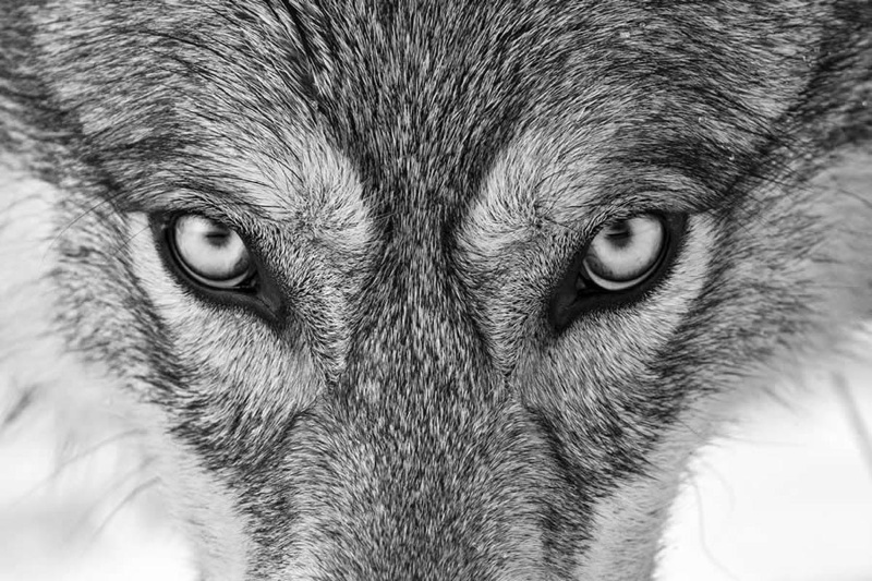 حیات وحش در قاب سیاه‌ و سفید: برندگان جوایز ری‌فوکوس ۲۰۲۵